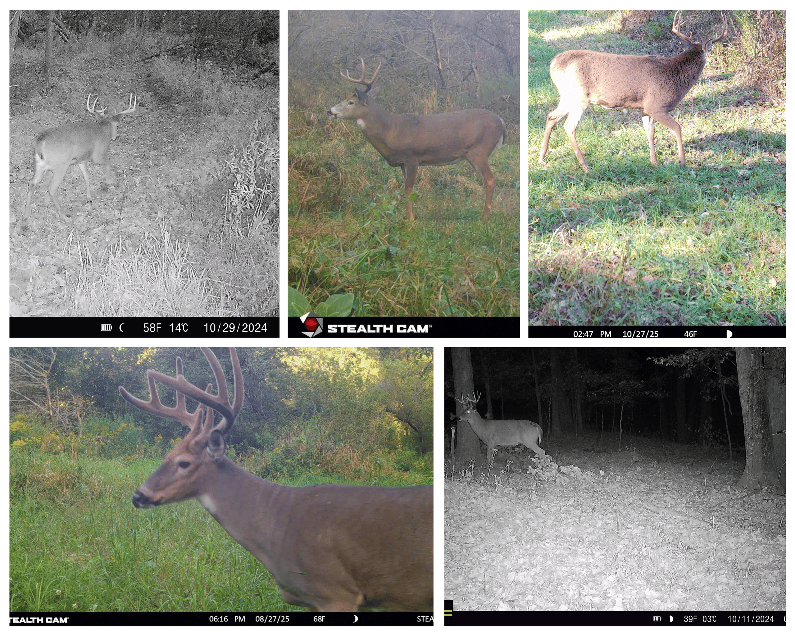 Three Ridges at Big Creek | 70± Acres of Recreational Land for Sale Near Lake Redstone | Juneau County, WI