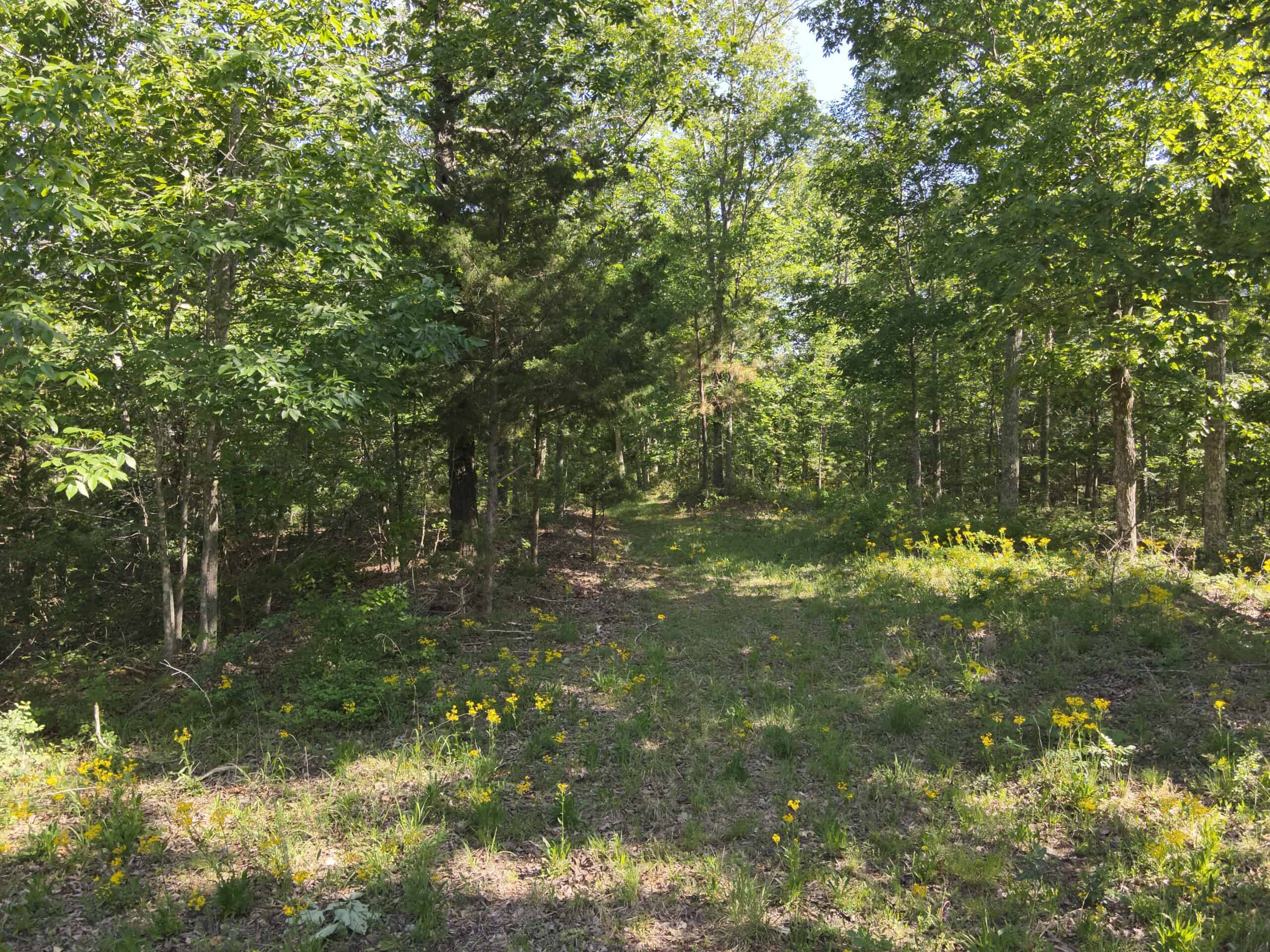 Tennessee Woods Land For Sale! 59.28 ac only minutes to TN River!