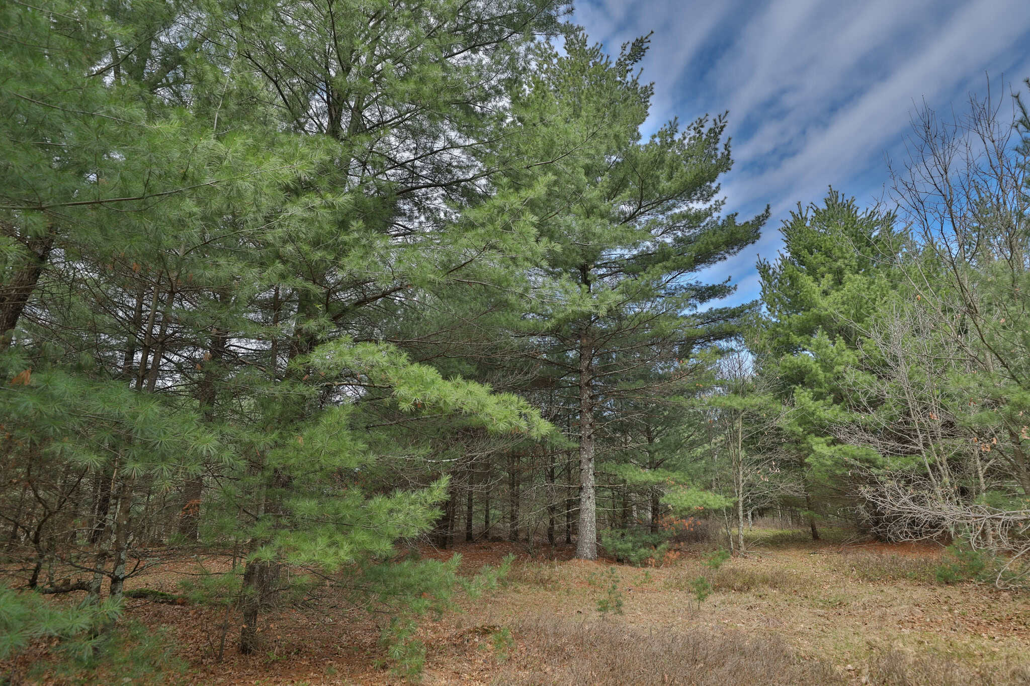 17.54-Acre Adams County, Wisconsin Buildable Land for Sale | Recreational, Investment & Development Potential