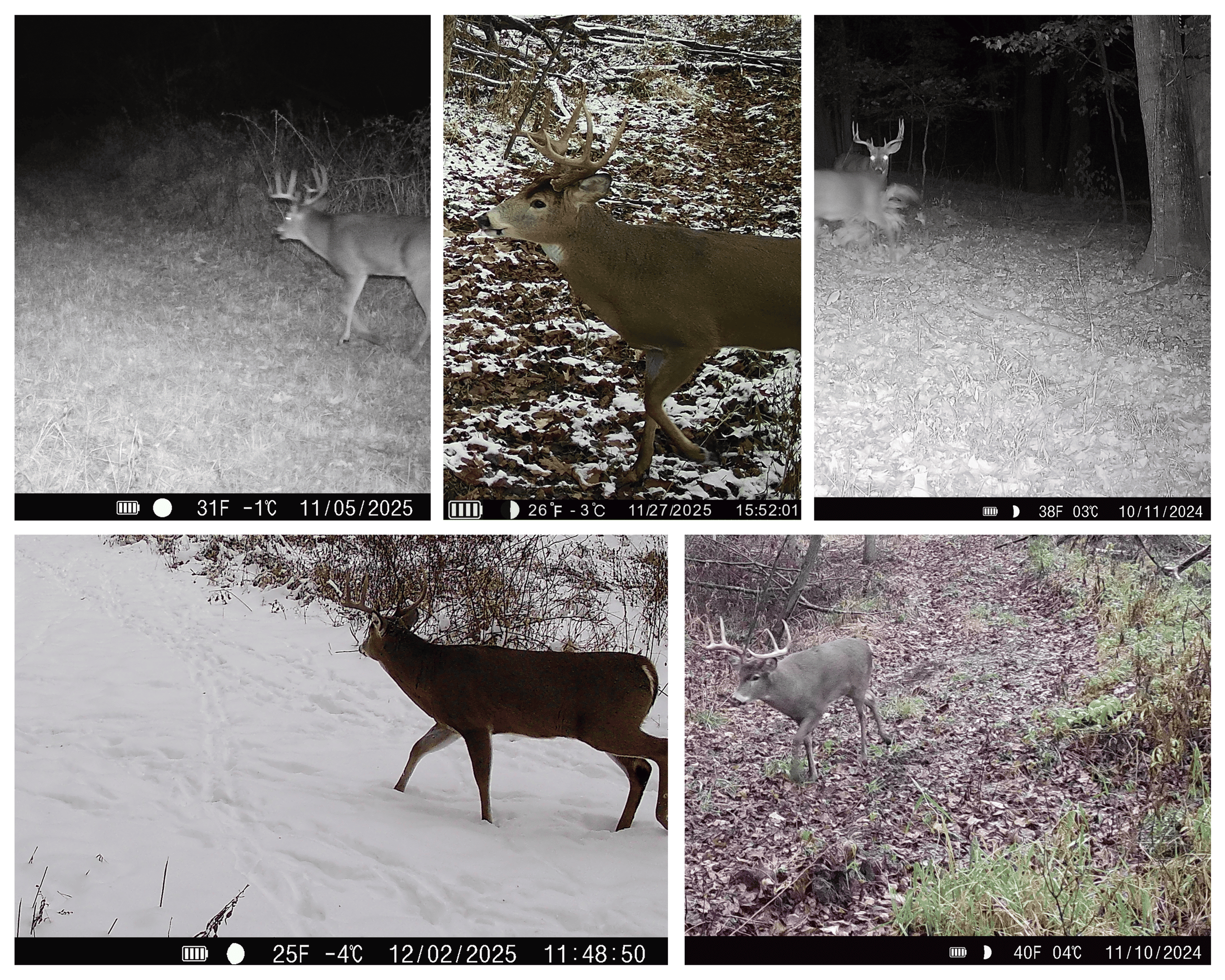 Three Ridges at Big Creek | 70± Acres of Recreational Land for Sale Near Lake Redstone | Juneau County, WI