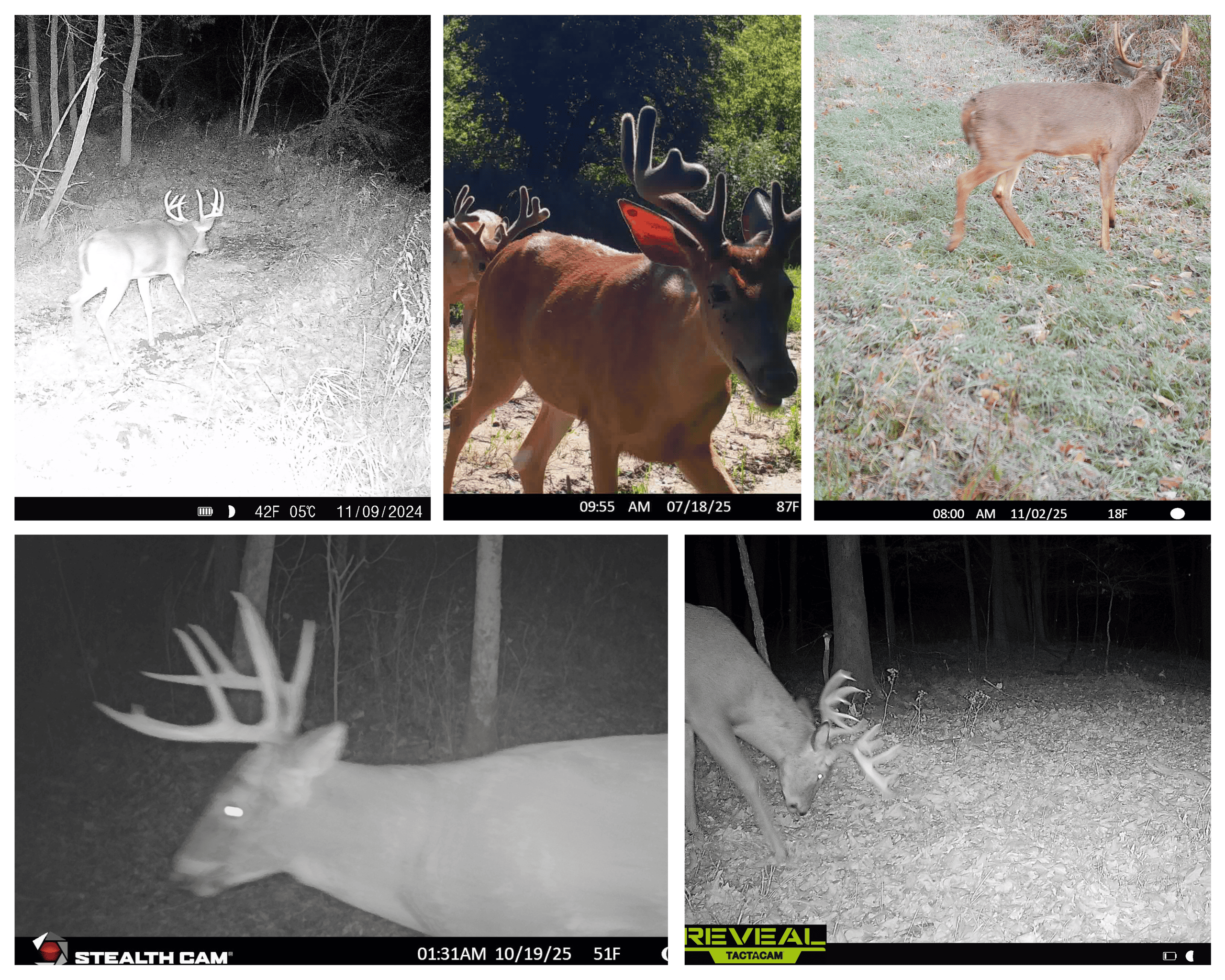 Three Ridges at Big Creek | 70± Acres of Recreational Land for Sale Near Lake Redstone | Juneau County, WI