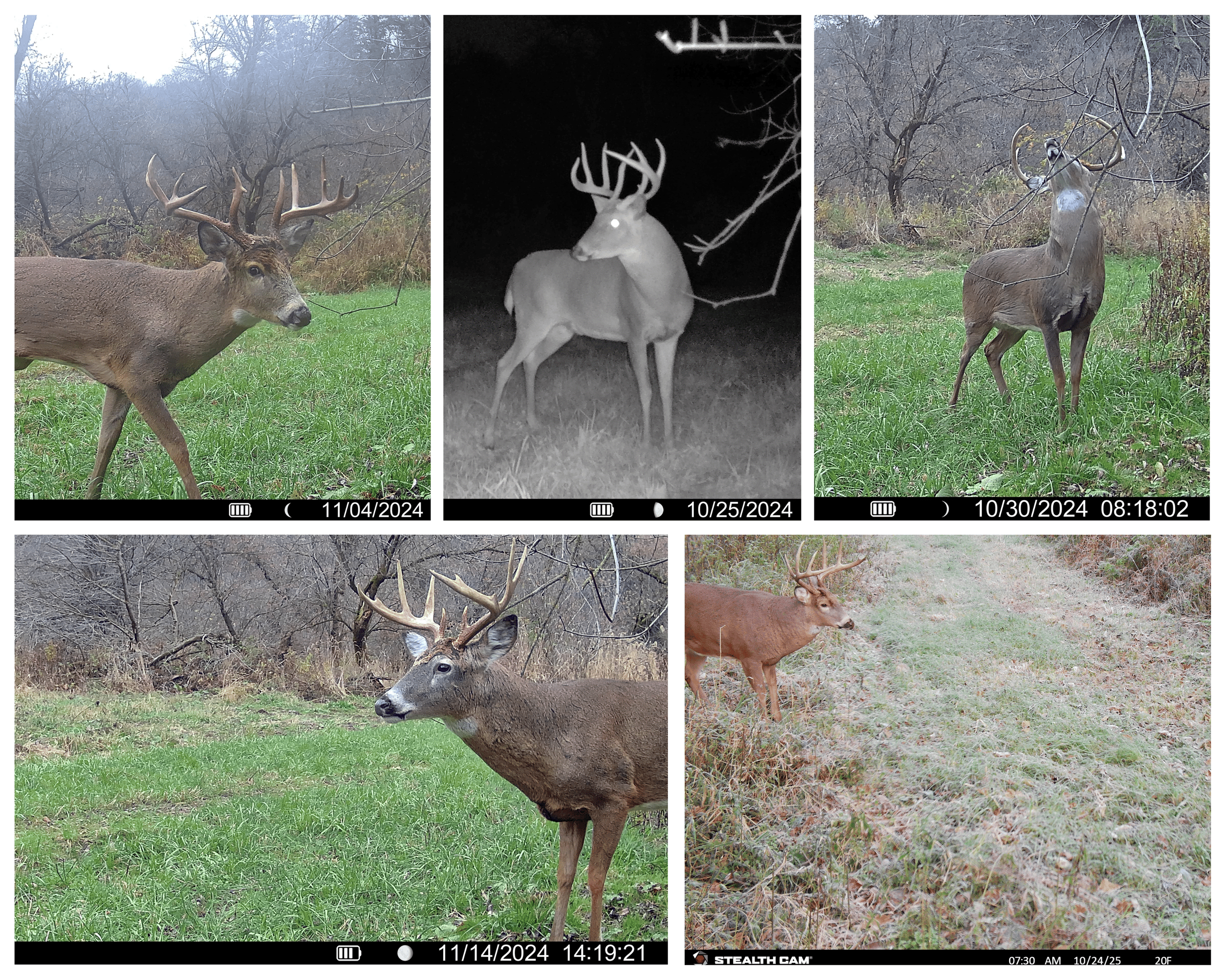 Three Ridges at Big Creek | 70± Acres of Recreational Land for Sale Near Lake Redstone | Juneau County, WI