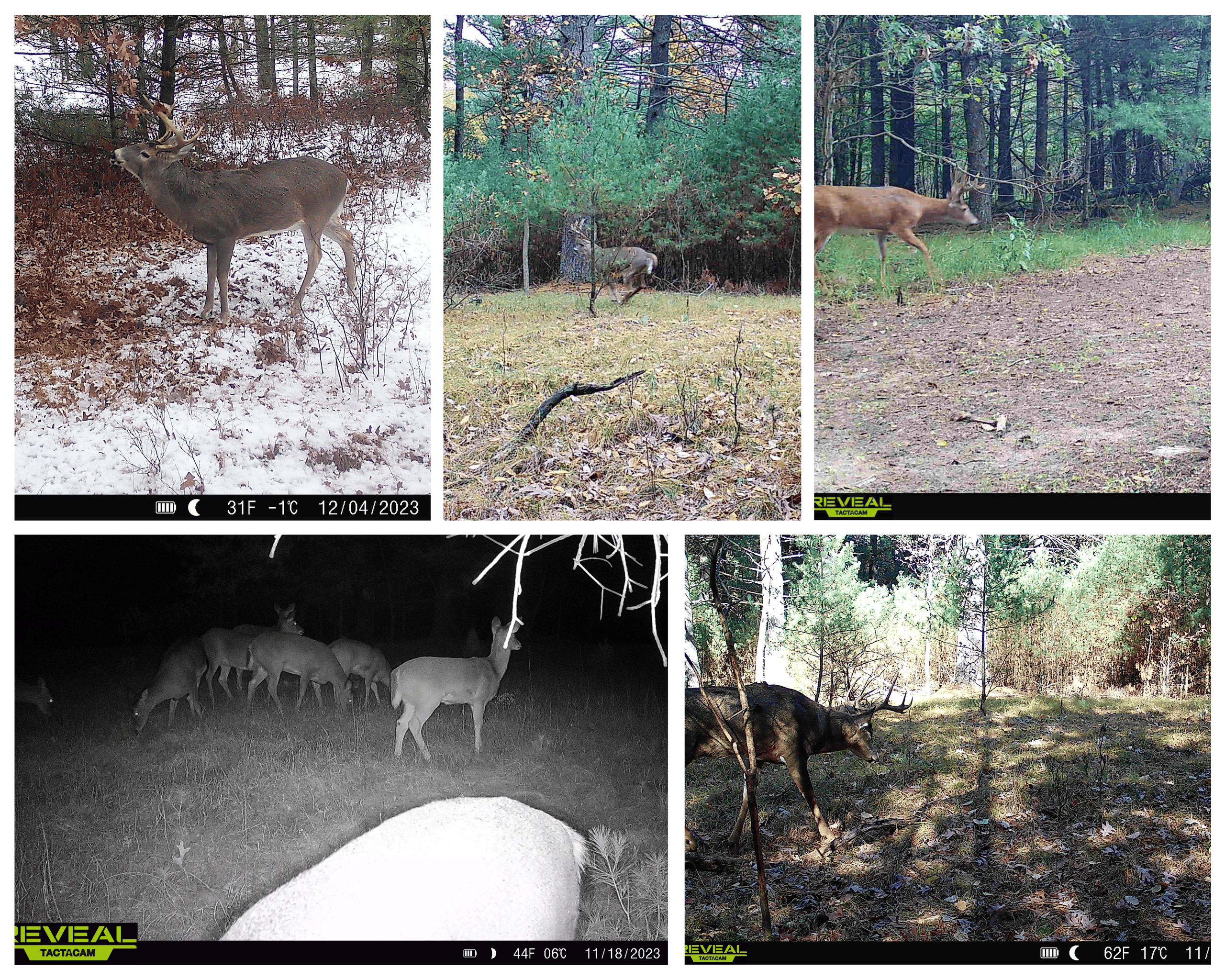17.54-Acre Adams County, Wisconsin Buildable Land for Sale | Recreational, Investment & Development Potential