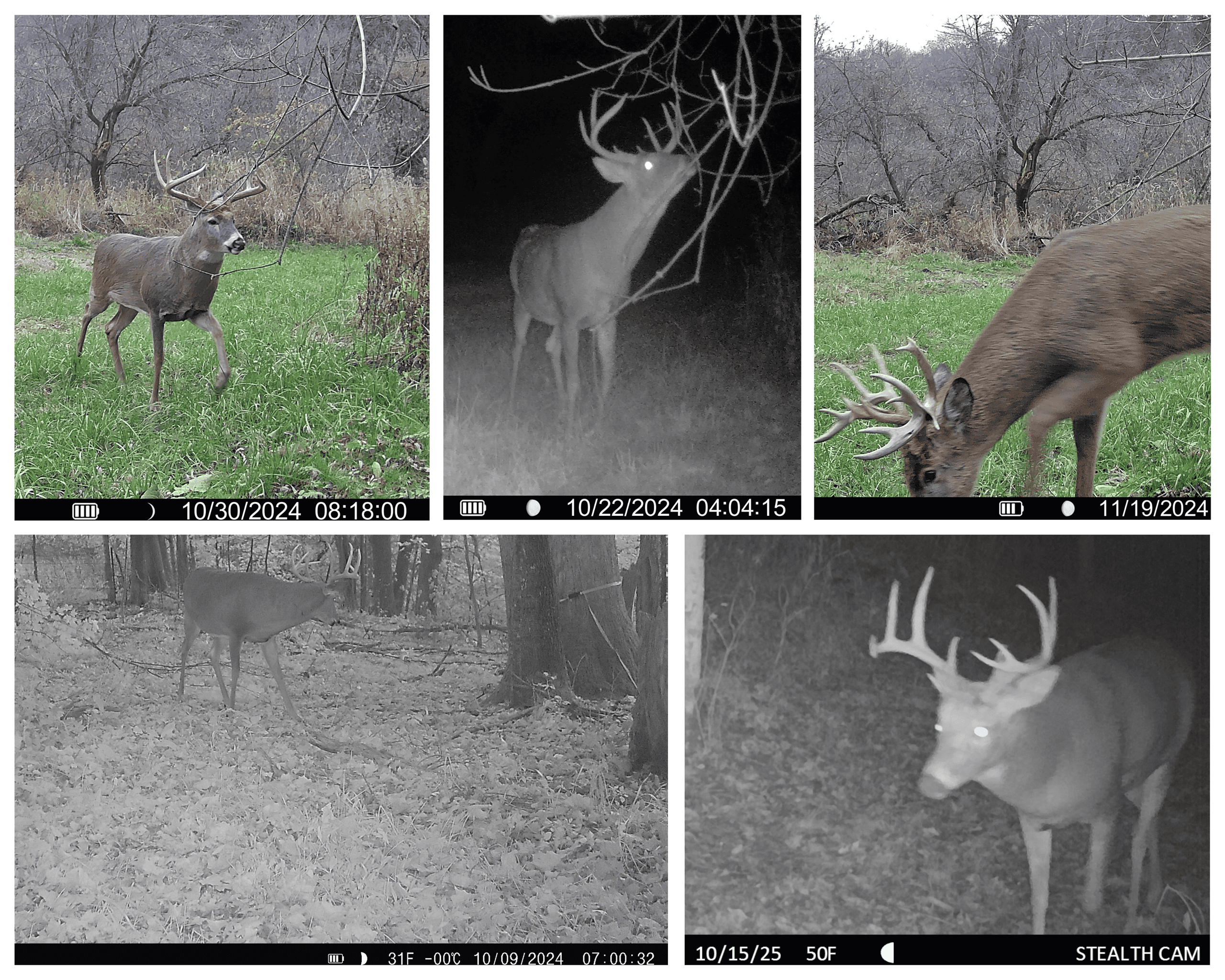 Three Ridges at Big Creek | 70± Acres of Recreational Land for Sale Near Lake Redstone | Juneau County, WI