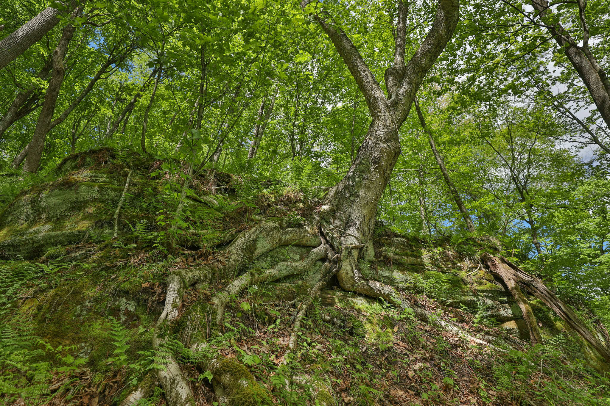 Three Ridges at Big Creek | 70± Acres of Recreational Land for Sale Near Lake Redstone | Juneau County, WI