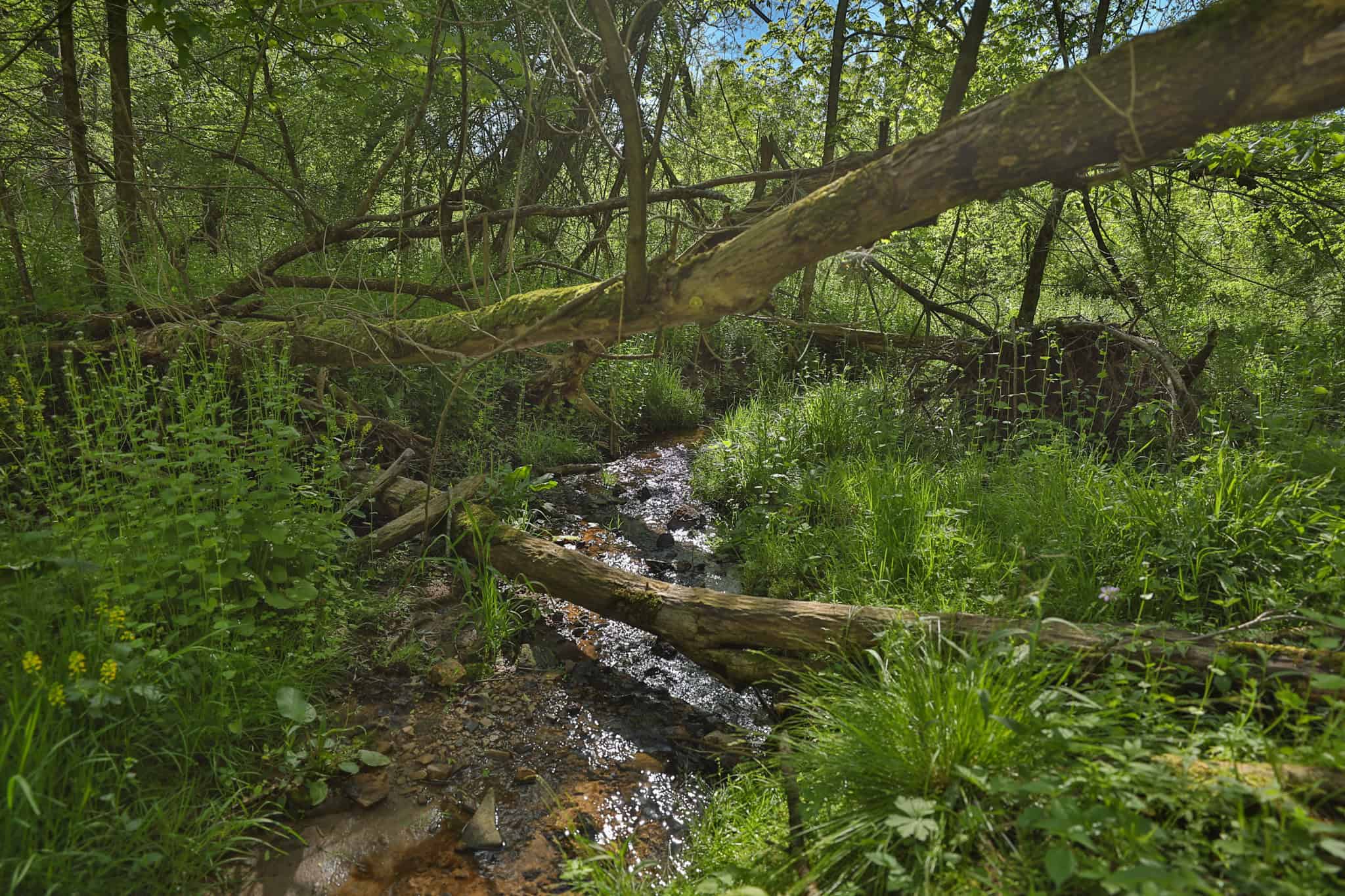 Three Ridges at Big Creek | 70± Acres of Recreational Land for Sale Near Lake Redstone | Juneau County, WI