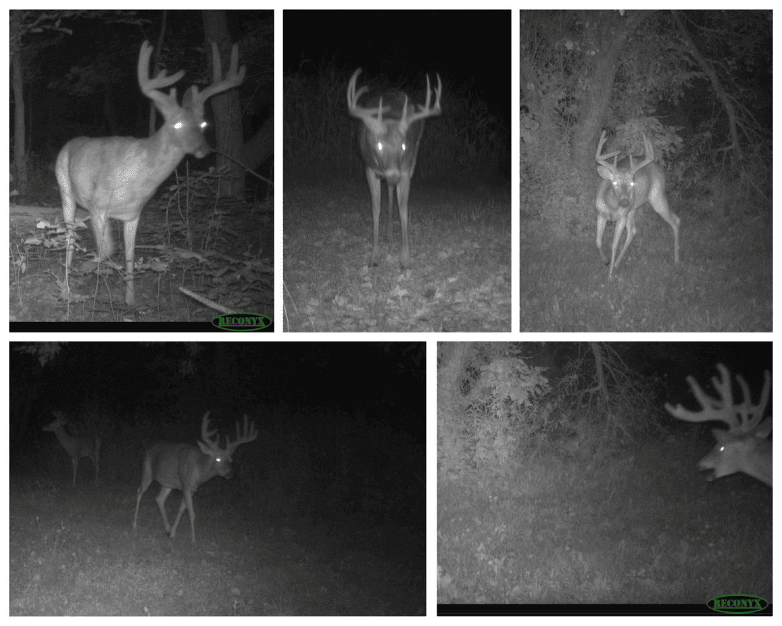 92-Acre Driftless Region Luxury Hunting Estate for Sale in Richland County, Wisconsin | Custom Home, Trophy Whitetails & Ridge-Top Views