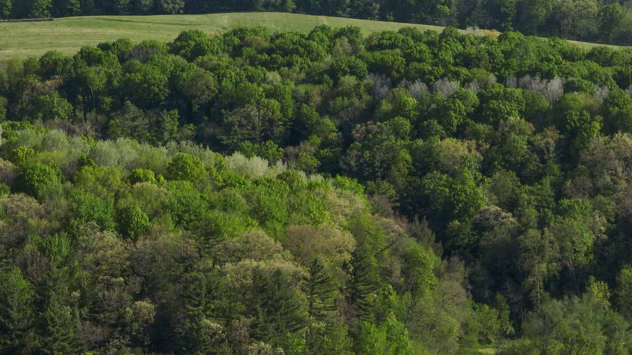 Three Ridges at Big Creek | 70± Acres of Recreational Land for Sale Near Lake Redstone | Juneau County, WI