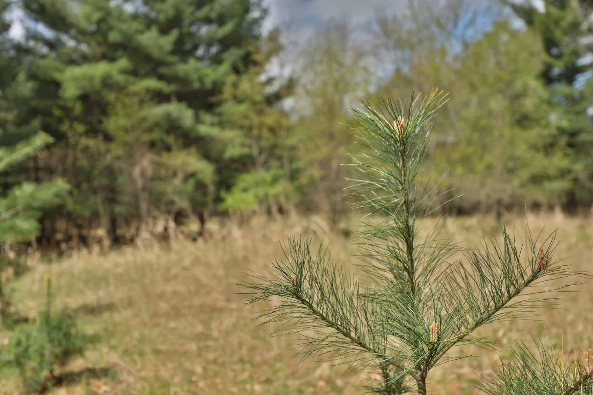 17.54-Acre Adams County, Wisconsin Buildable Land for Sale | Recreational, Investment & Development Potential