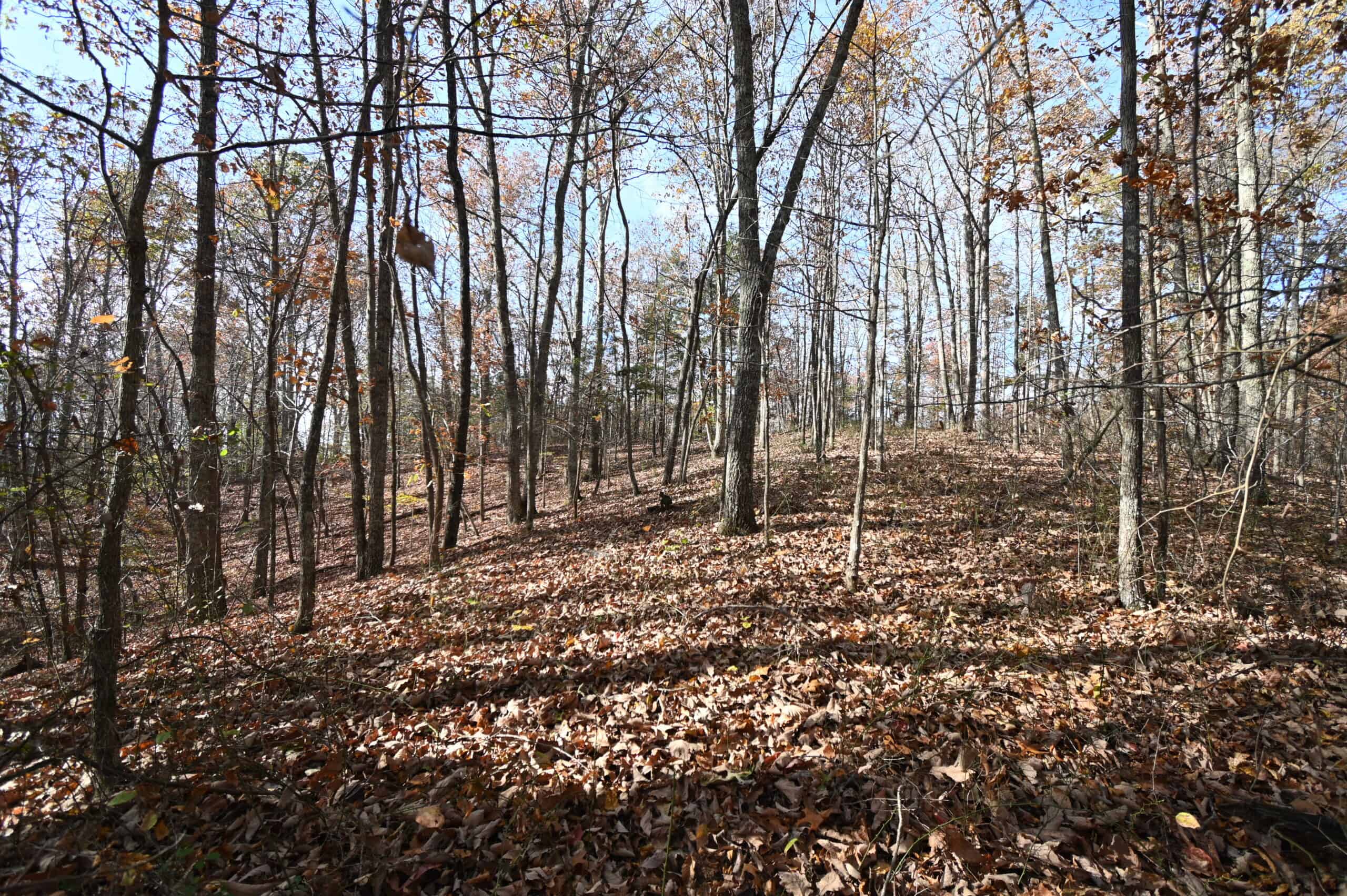 8 Unrestricted Wooded Acres For Sale!