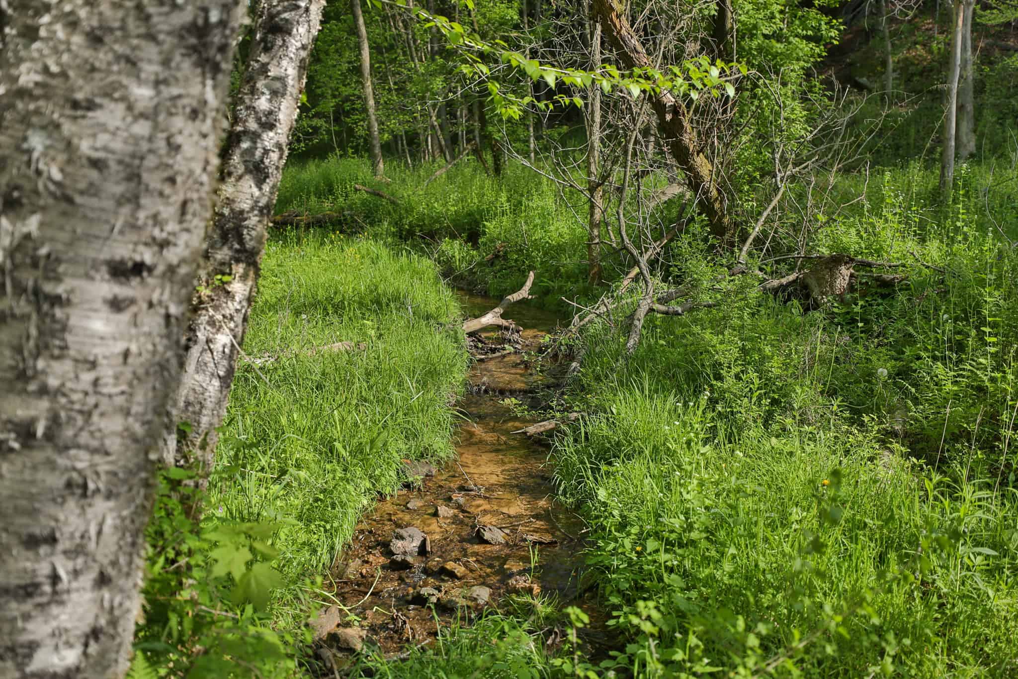Three Ridges at Big Creek | 70± Acres of Recreational Land for Sale Near Lake Redstone | Juneau County, WI