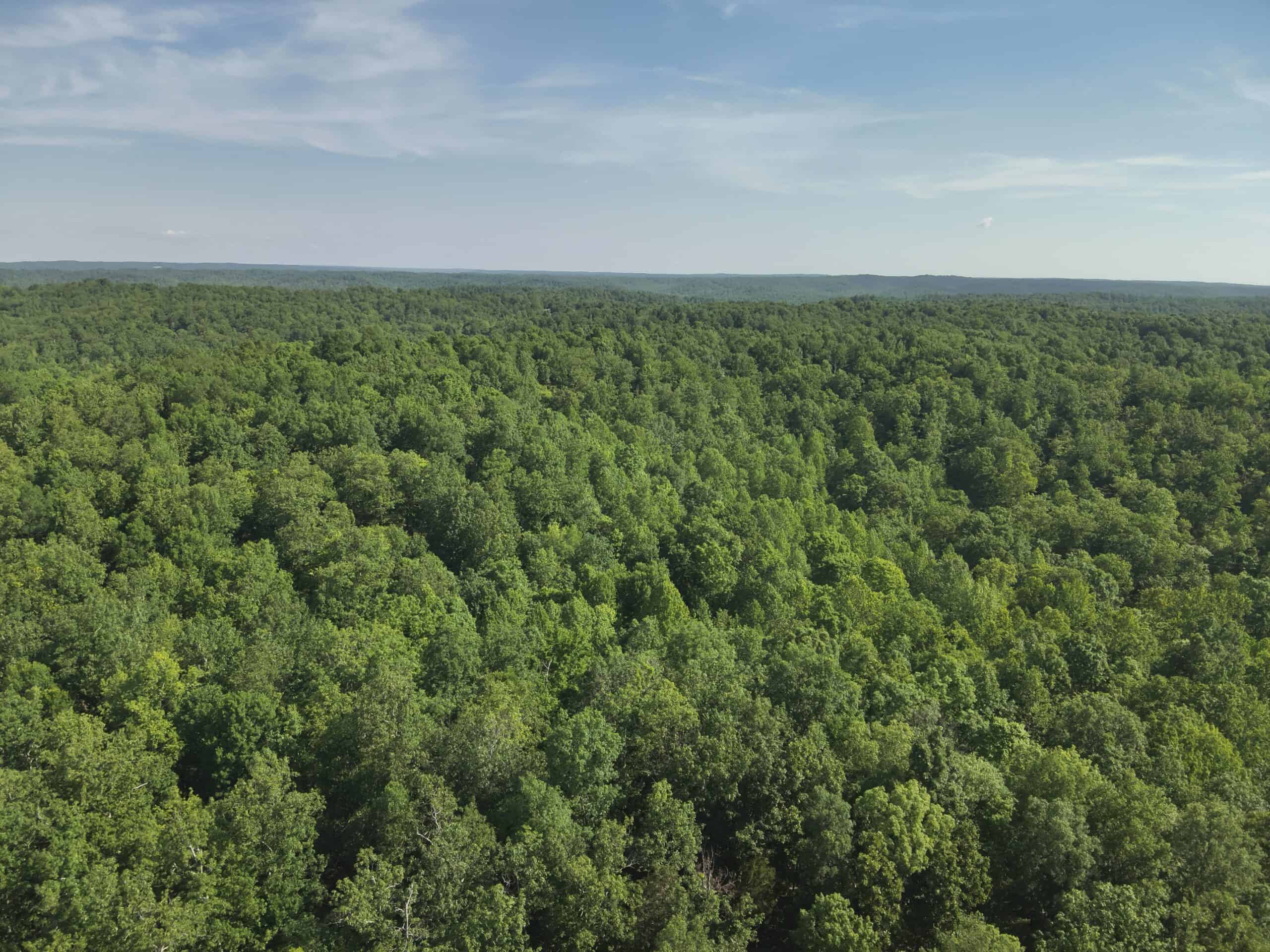 Tennessee Woods Land For Sale! 59.28 ac only minutes to TN River!