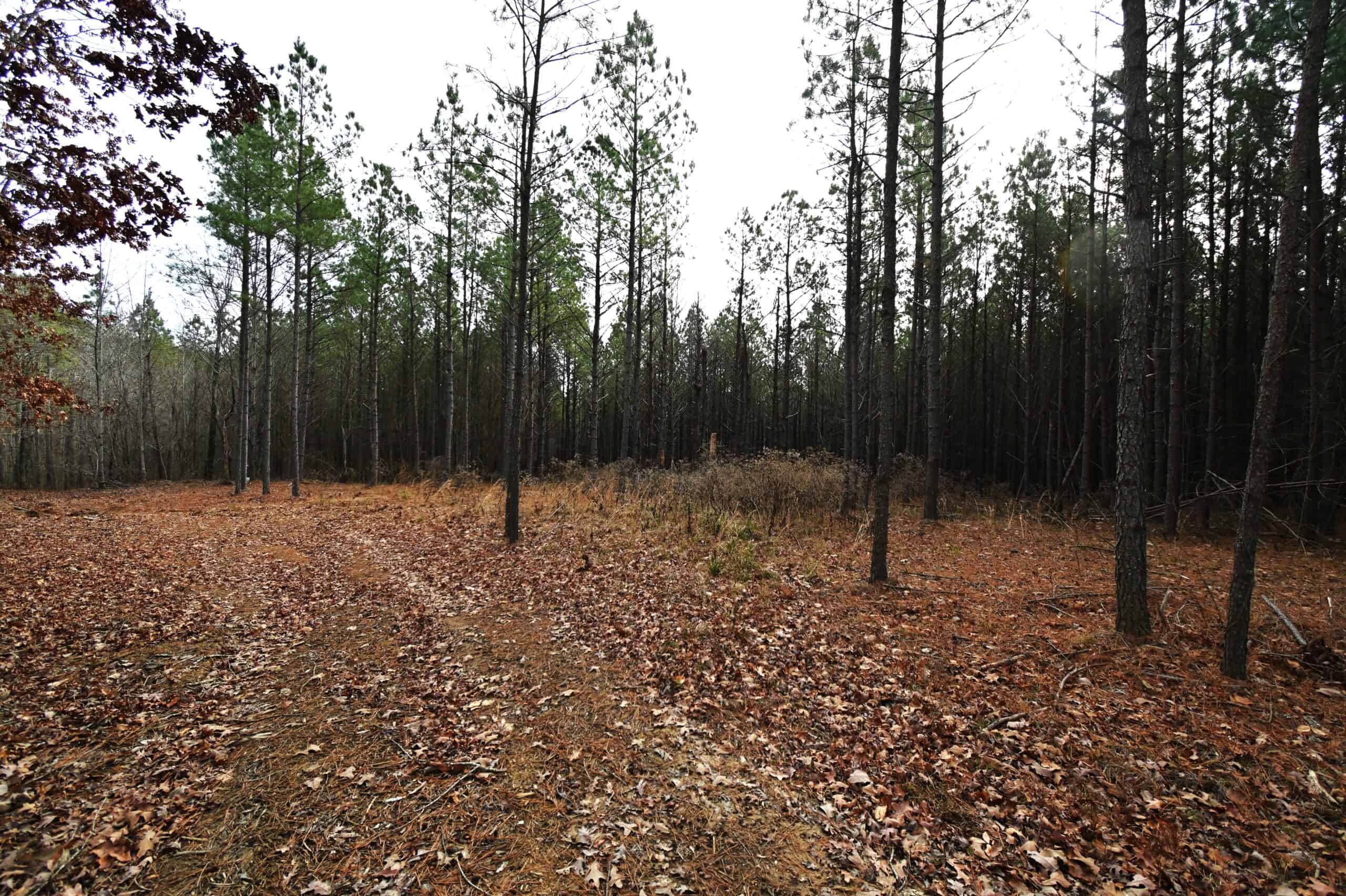 20 Wooded Acres For Sale in Lewis County, Tennessee