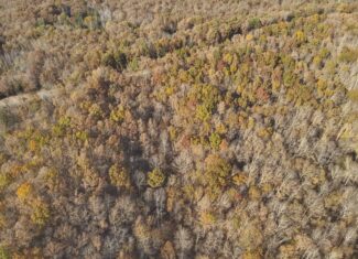 8 Unrestricted Wooded Acres For Sale!