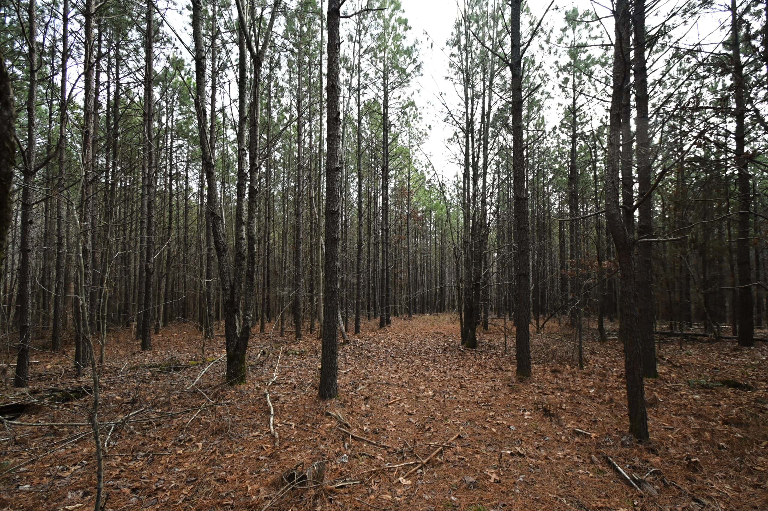 20 Wooded Acres For Sale in Lewis County, Tennessee