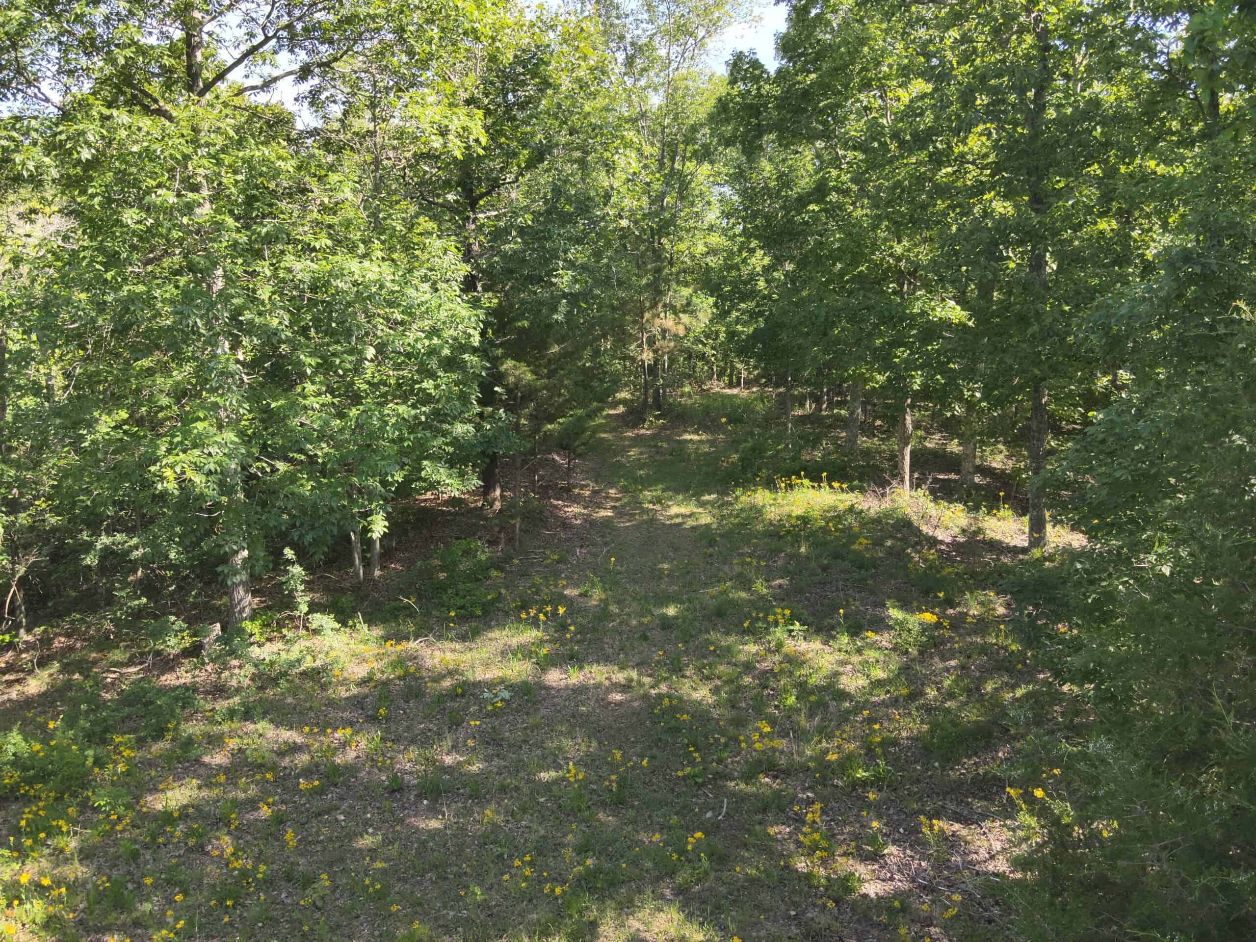 Tennessee Woods Land For Sale! 59.28 ac only minutes to TN River!