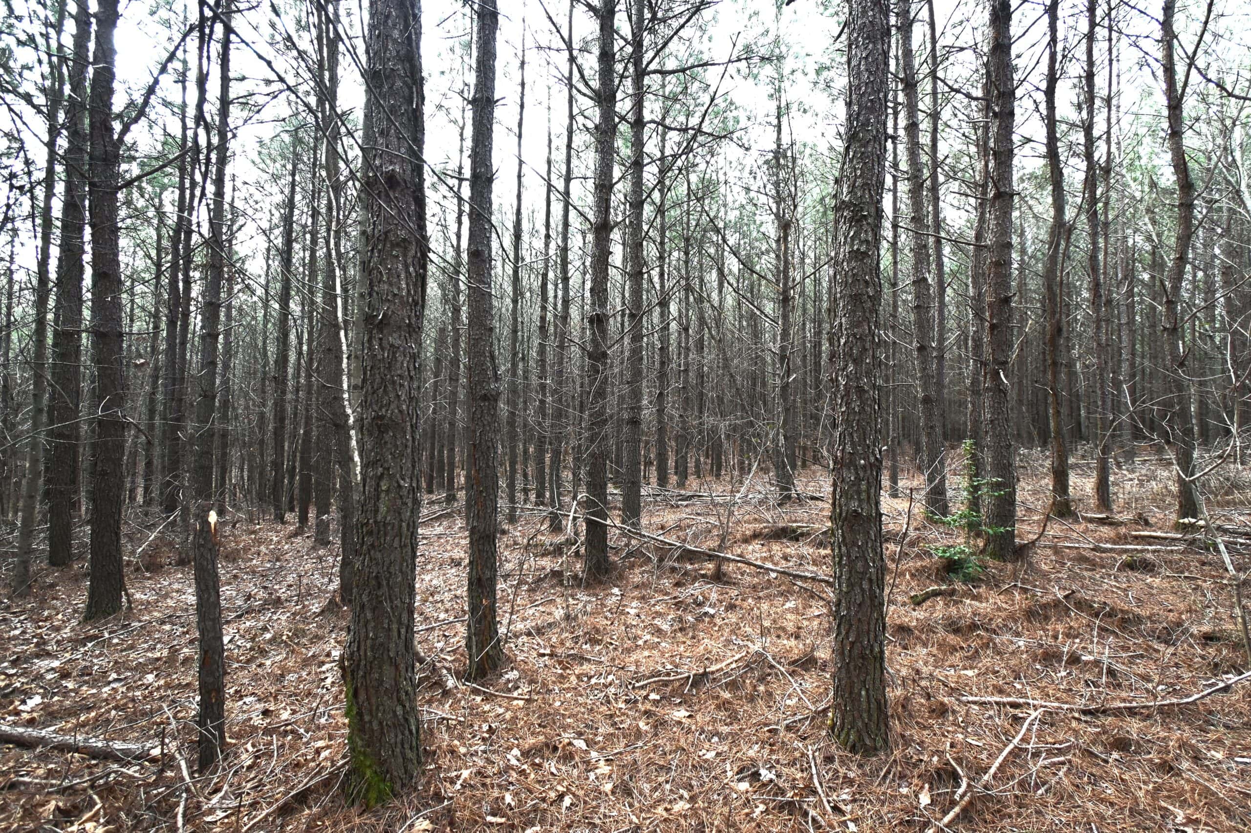 20 Wooded Acres For Sale in Lewis County, Tennessee