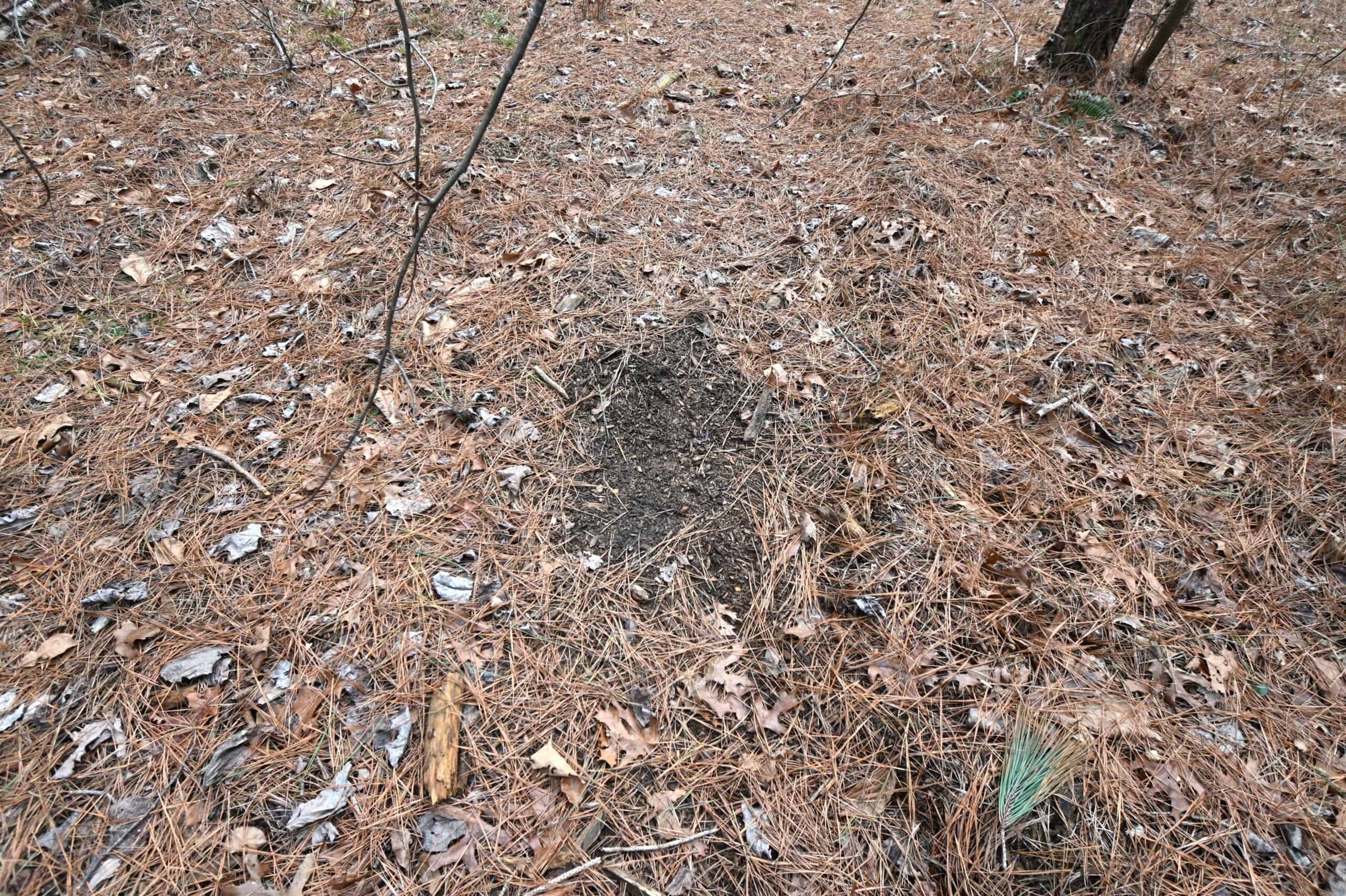 20 Wooded Acres For Sale in Lewis County, Tennessee