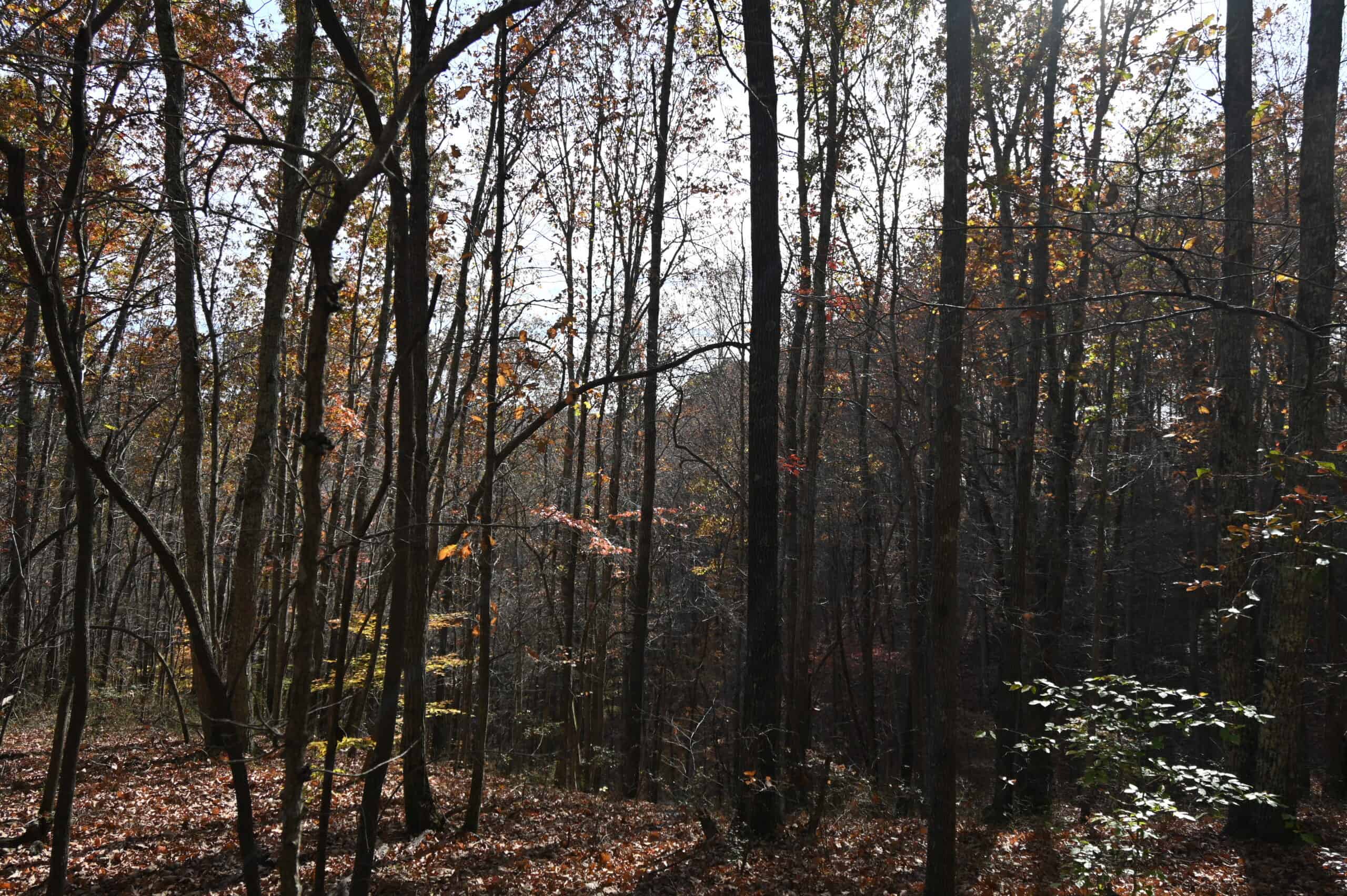 8 Unrestricted Wooded Acres For Sale!