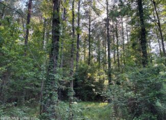 200 acres Franklin County MS Hunting Land Timber Investment