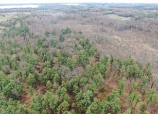 80 Acre Portage County Timber Tract For Sale