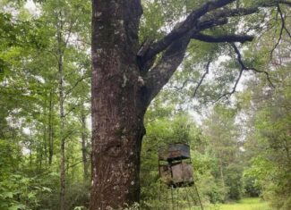 Hunting and Recreational Land for Sale in Amite County, Miss