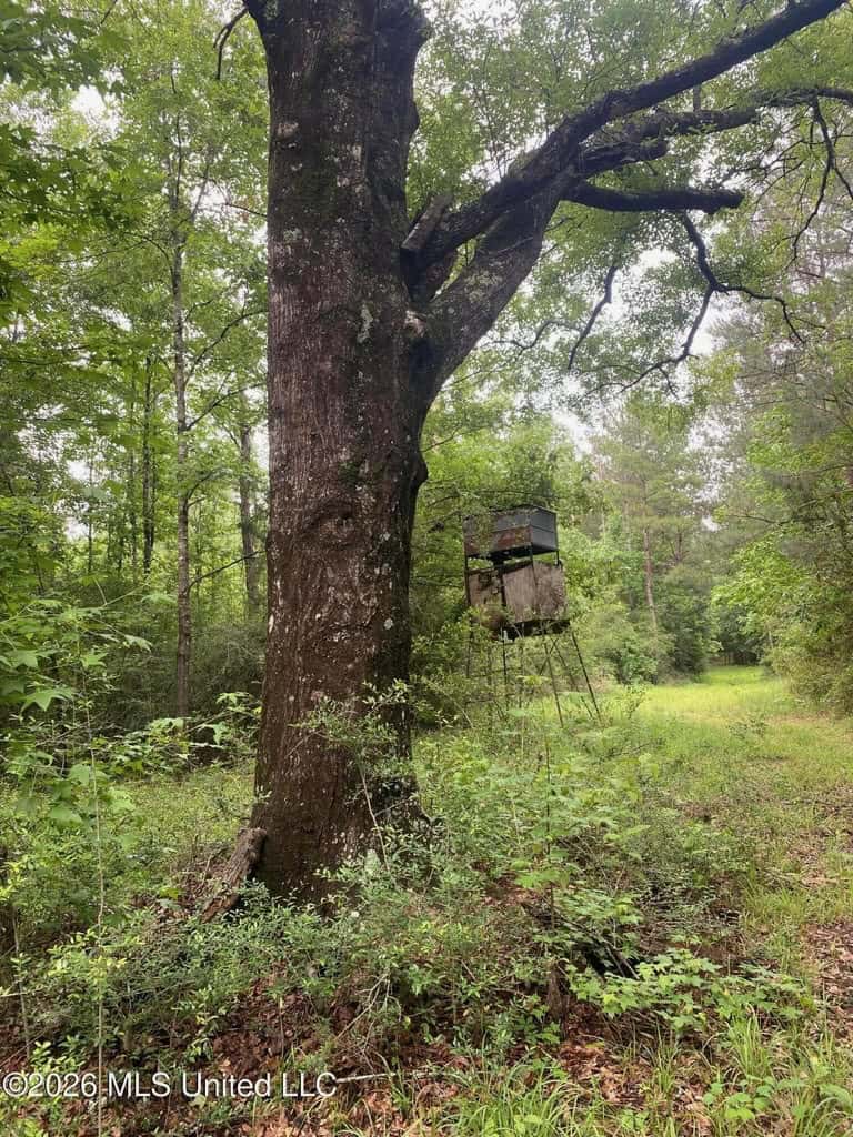Hunting and Recreational Land for Sale in Amite County, Miss