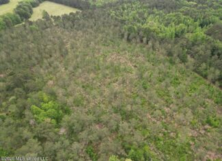 160 Acre in Bienville Parish Near Arcadia, Louisiana