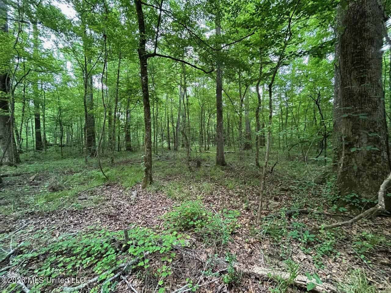 56 Acres in St. Helena Parish with Black Creek