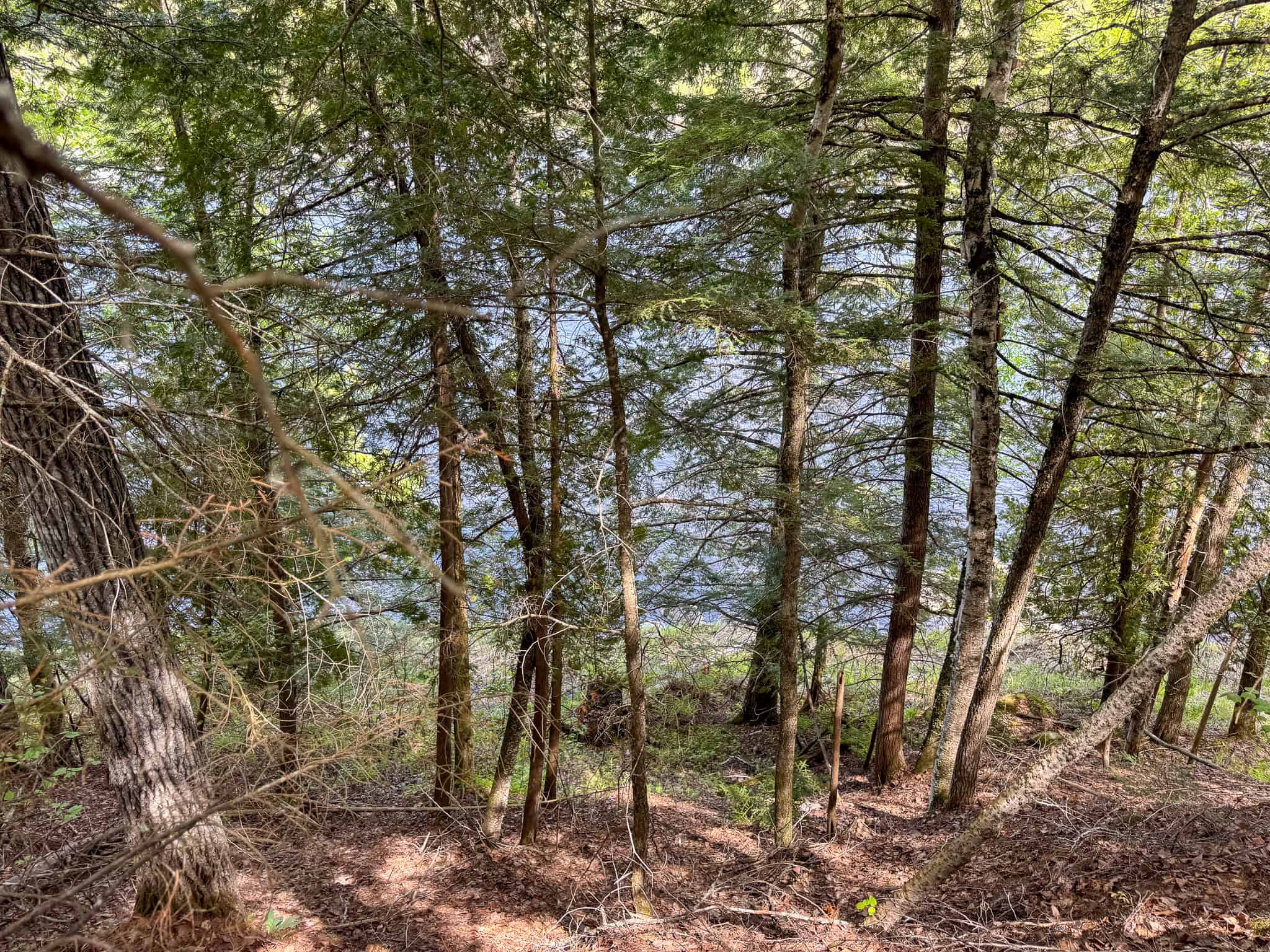 Maine River Property – 40.18 Acres – Woodville