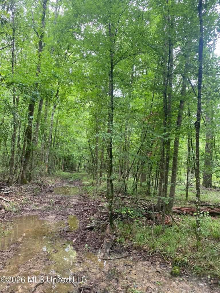 Hunting and Recreational Land for Sale in Amite County, Miss