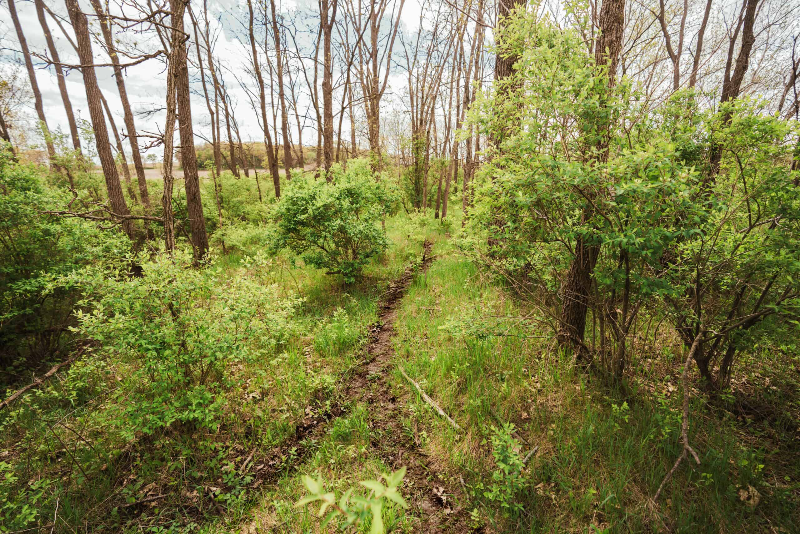 74 Acres in Dane County Town of York Rec, Hunting and Build Site for Sale