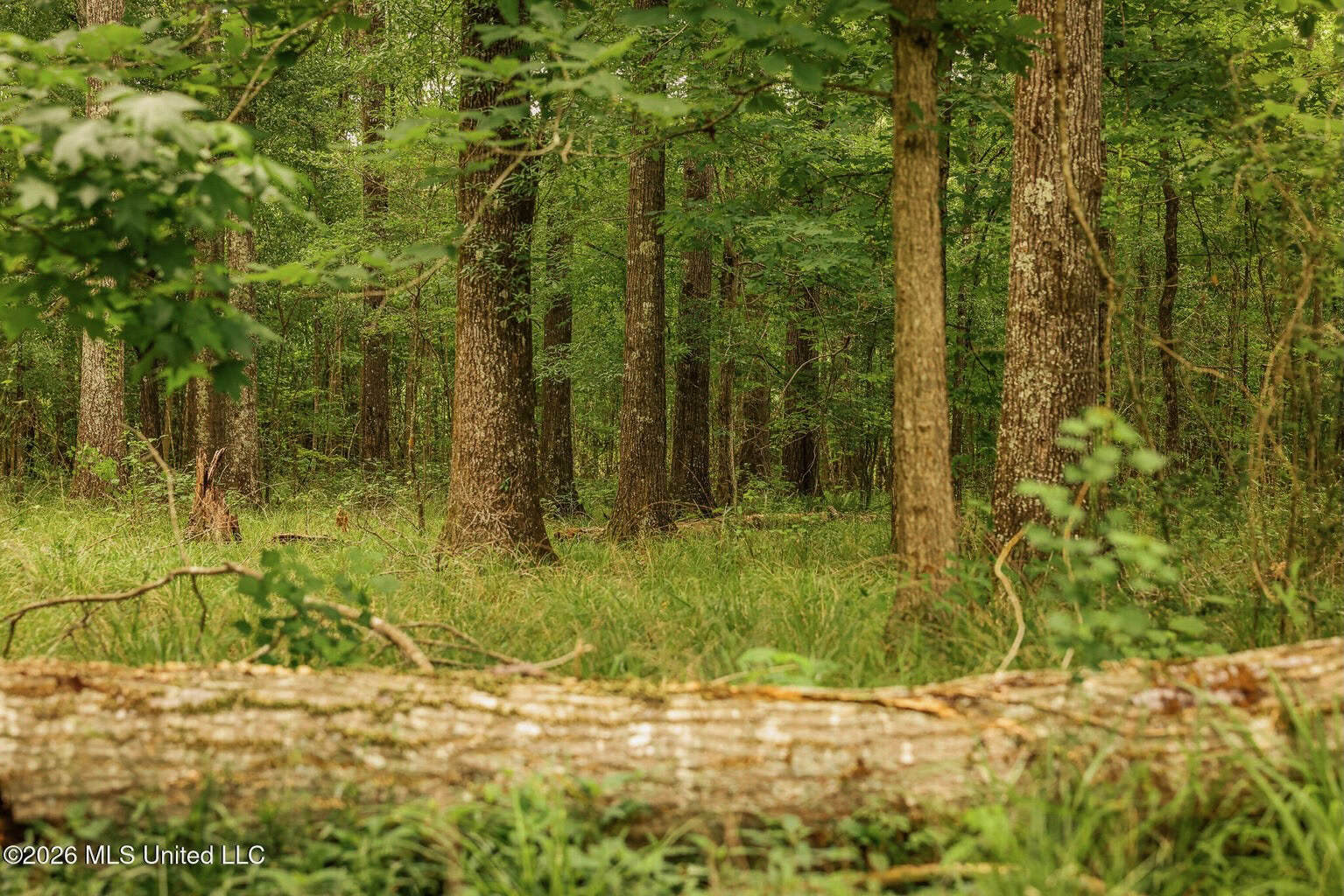 Land for Sale in Amite County, MS