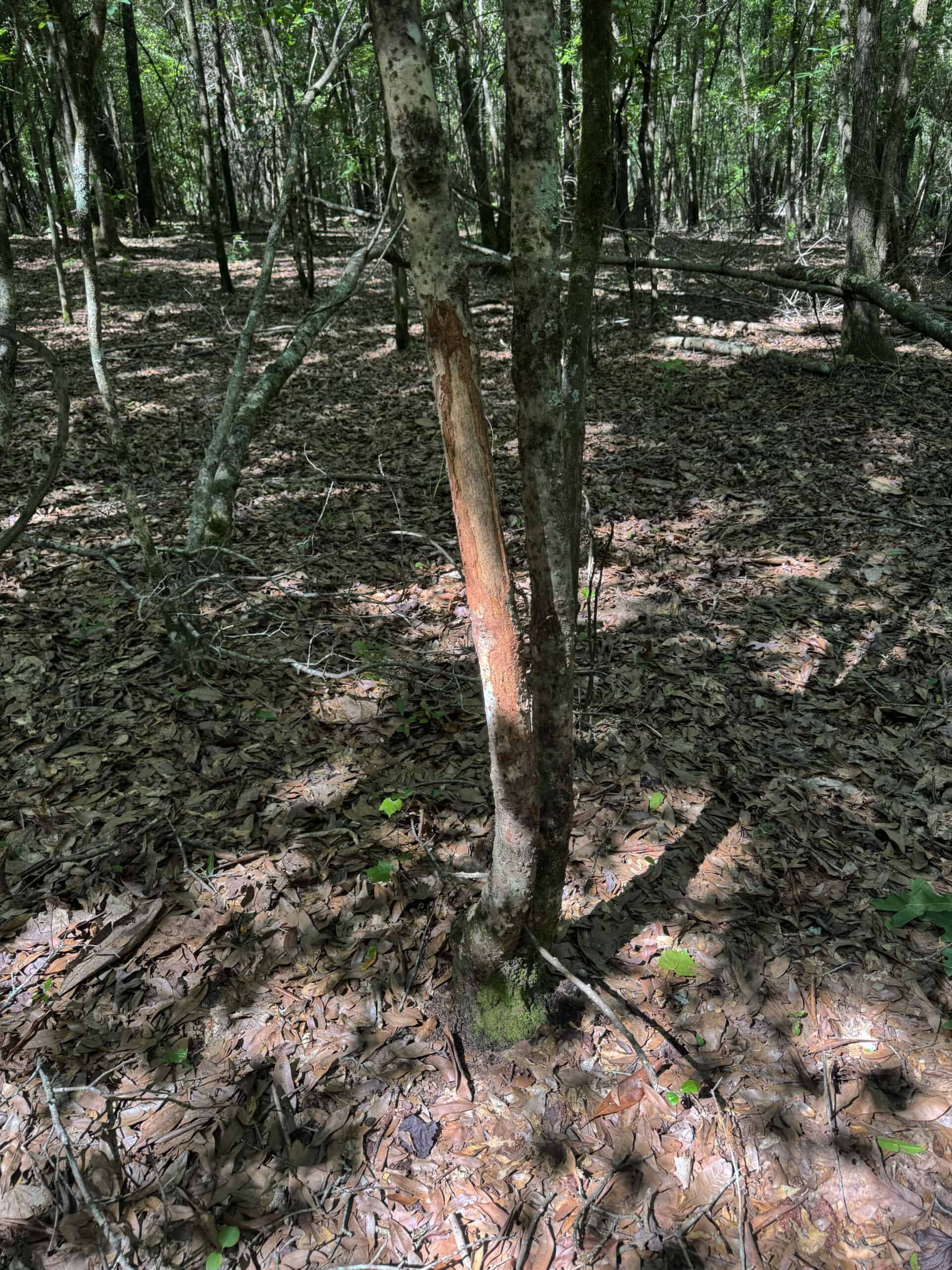 Exceptional 110 ac Hunting & Recreational Property in Shellman, GA