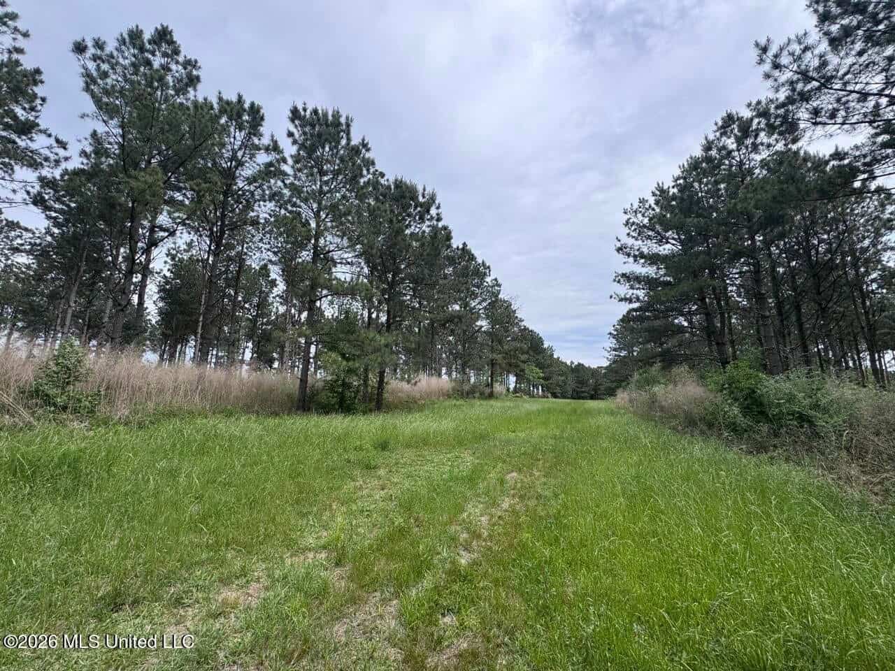 160 Acre in Bienville Parish Near Arcadia, Louisiana