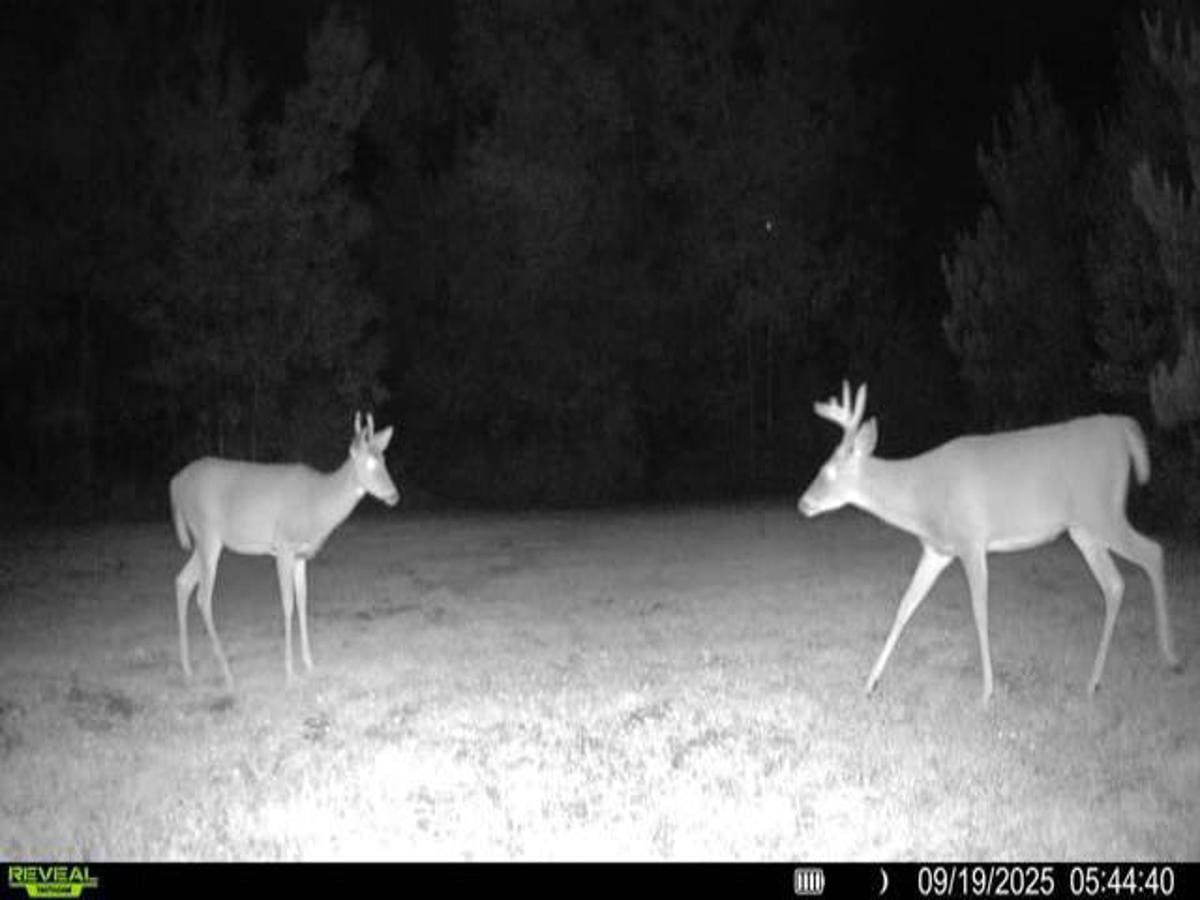 130 Acre Wisconsin Hunting Property for Sale in Marinette County WI