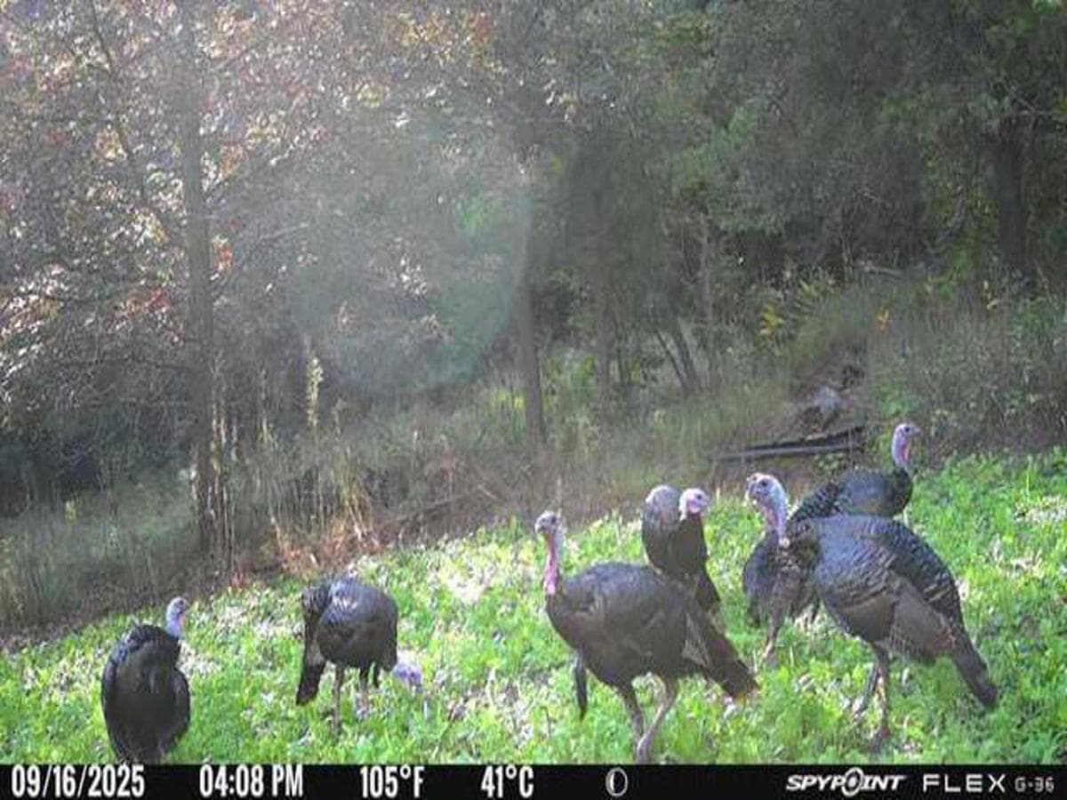 130 Acre Wisconsin Hunting Property for Sale in Marinette County WI
