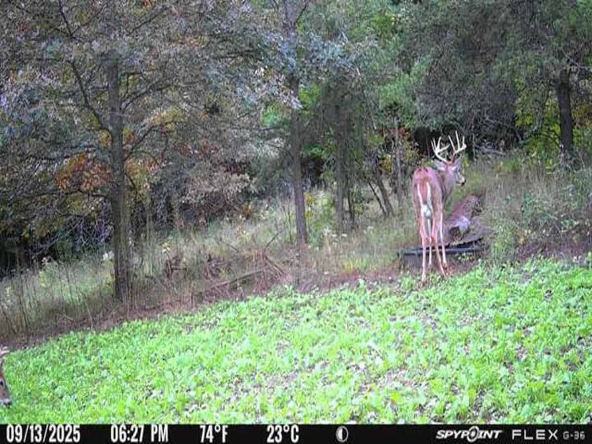 130 Acre Wisconsin Hunting Property for Sale in Marinette County WI