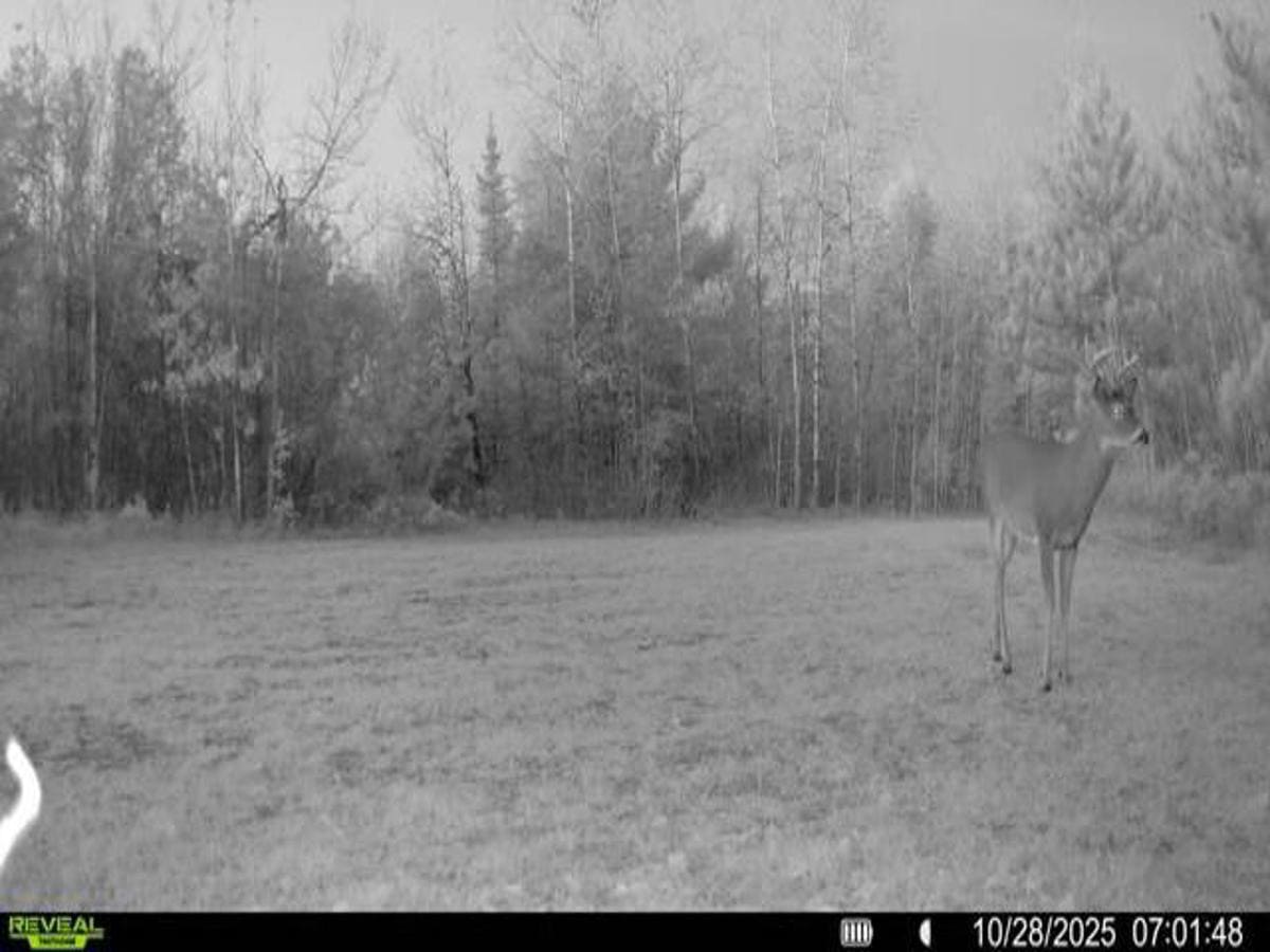 130 Acre Wisconsin Hunting Property for Sale in Marinette County WI
