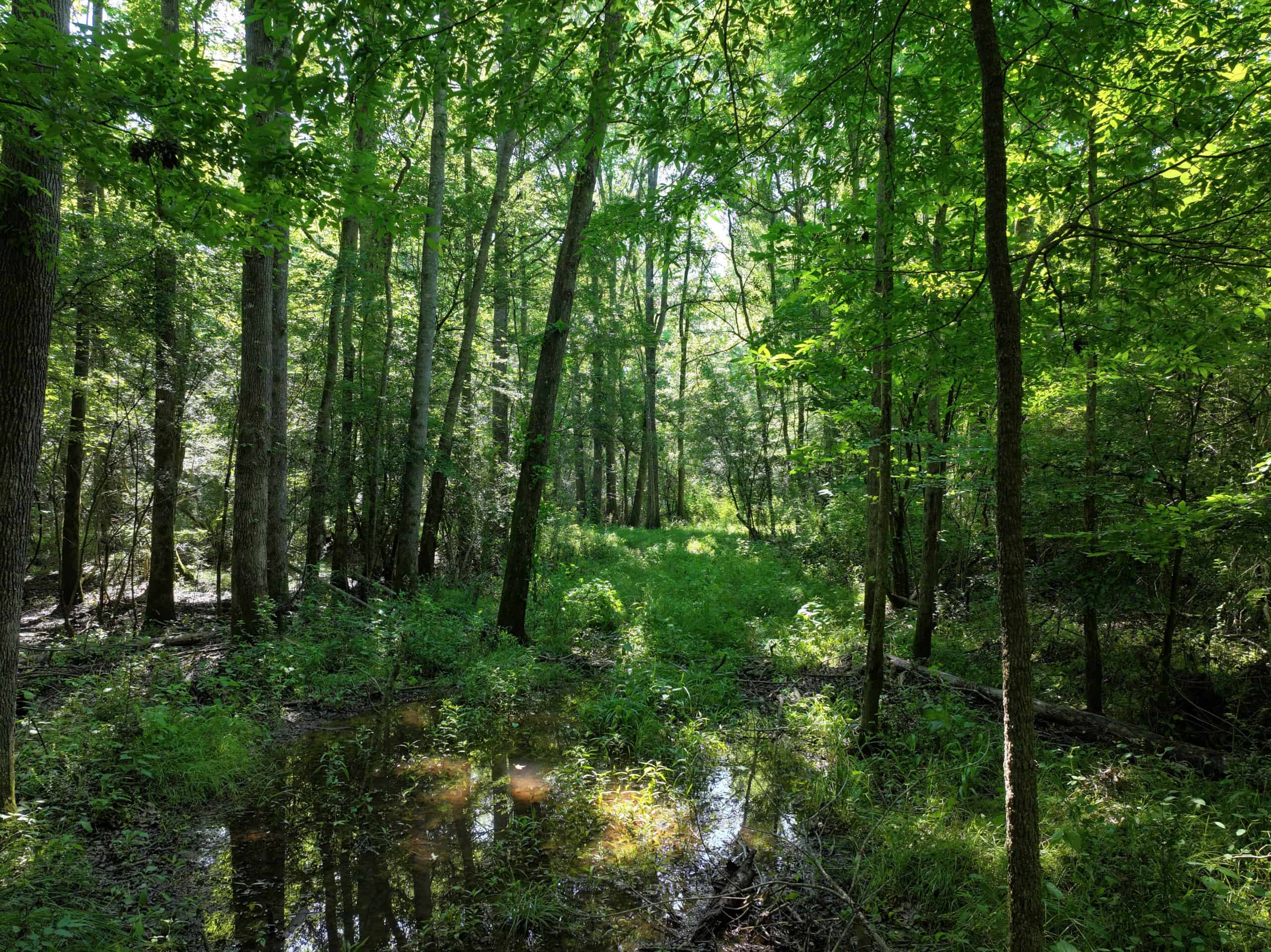 105 Acres Riverfront Property For Sale Lincoln County Mississippi