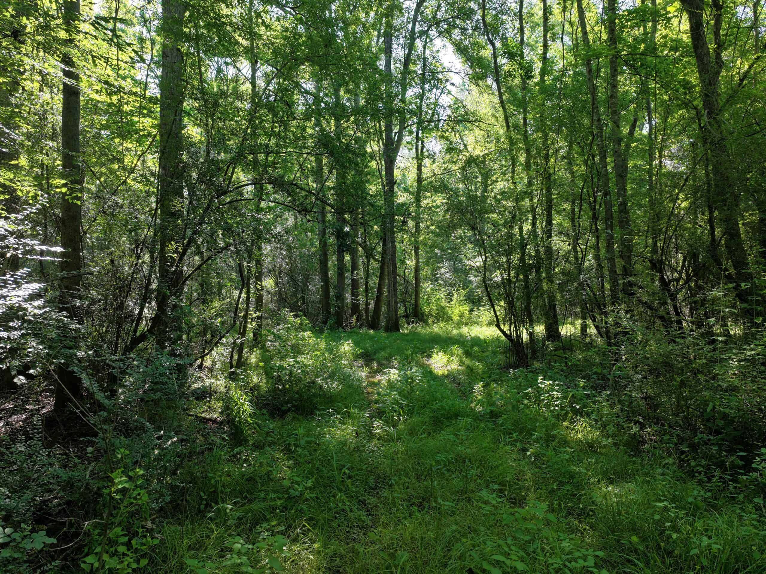 105 Acres Riverfront Property For Sale Lincoln County Mississippi
