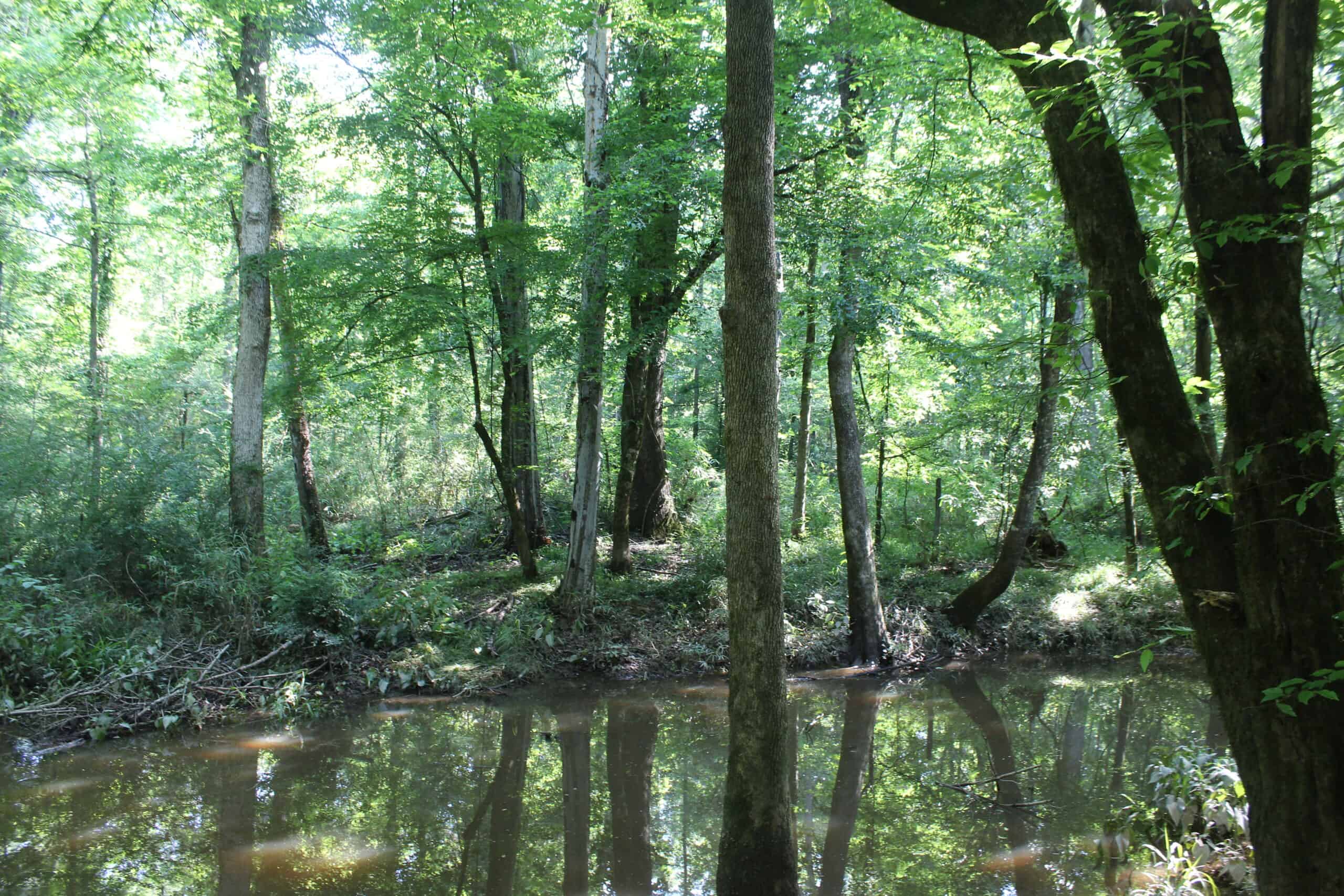 105 Acres Riverfront Property For Sale Lincoln County Mississippi