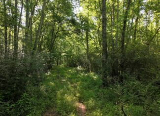 105 Acres Riverfront Property For Sale Lincoln County Mississippi