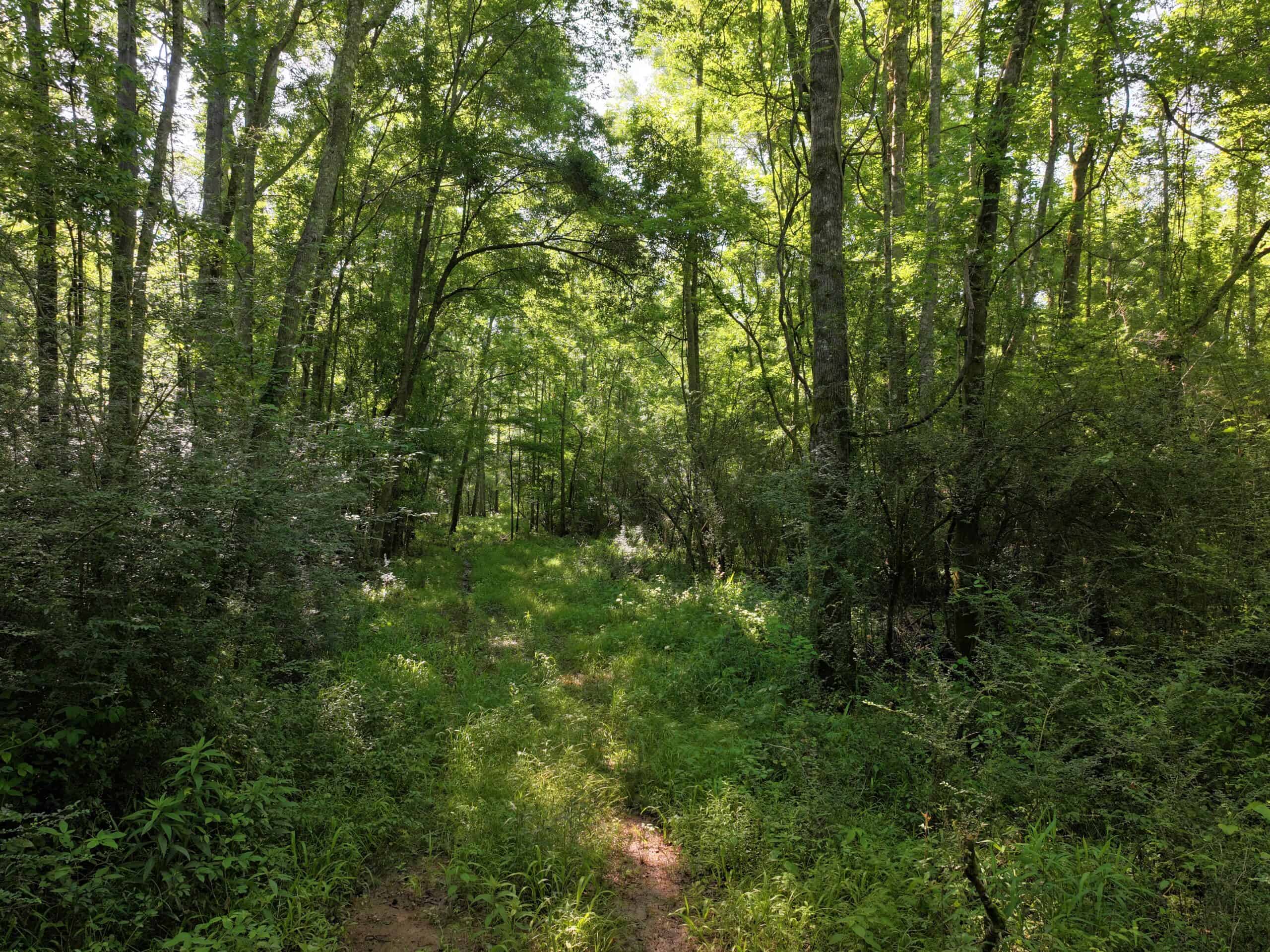105 Acres Riverfront Property For Sale Lincoln County Mississippi