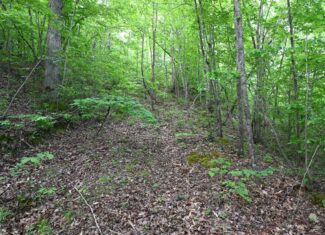 Tennessee Woods Land For Sale! 59.28 ac only minutes to TN River!
