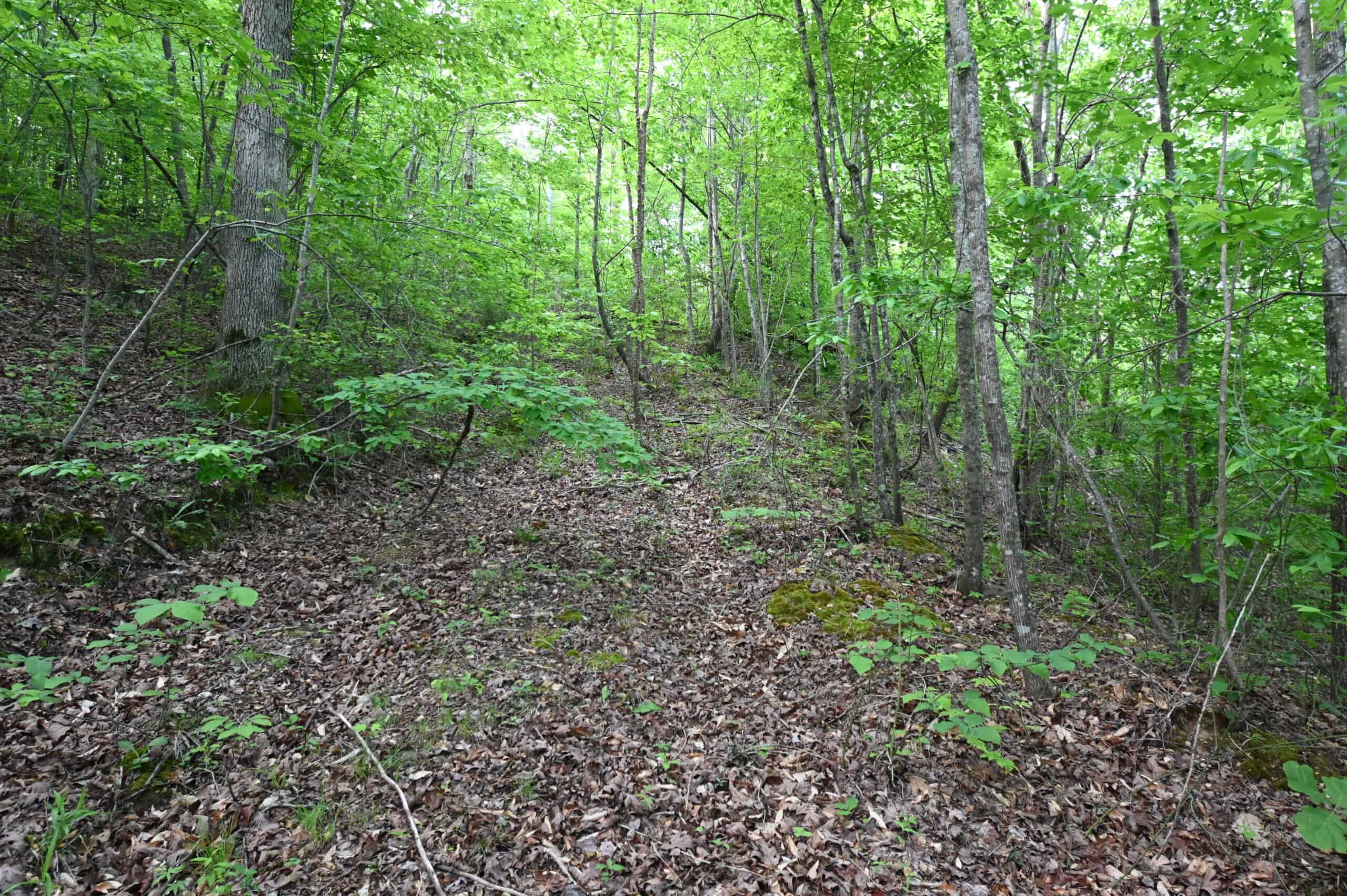 Tennessee Woods Land For Sale! 59.28 ac only minutes to TN River!
