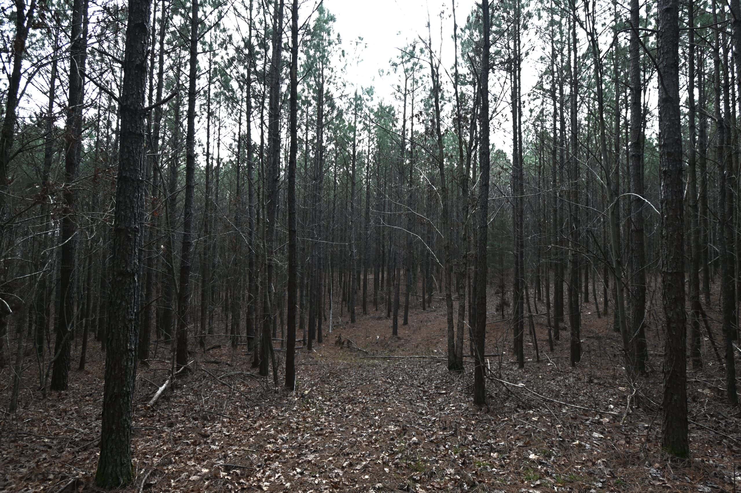 20 Wooded Acres For Sale in Lewis County, Tennessee