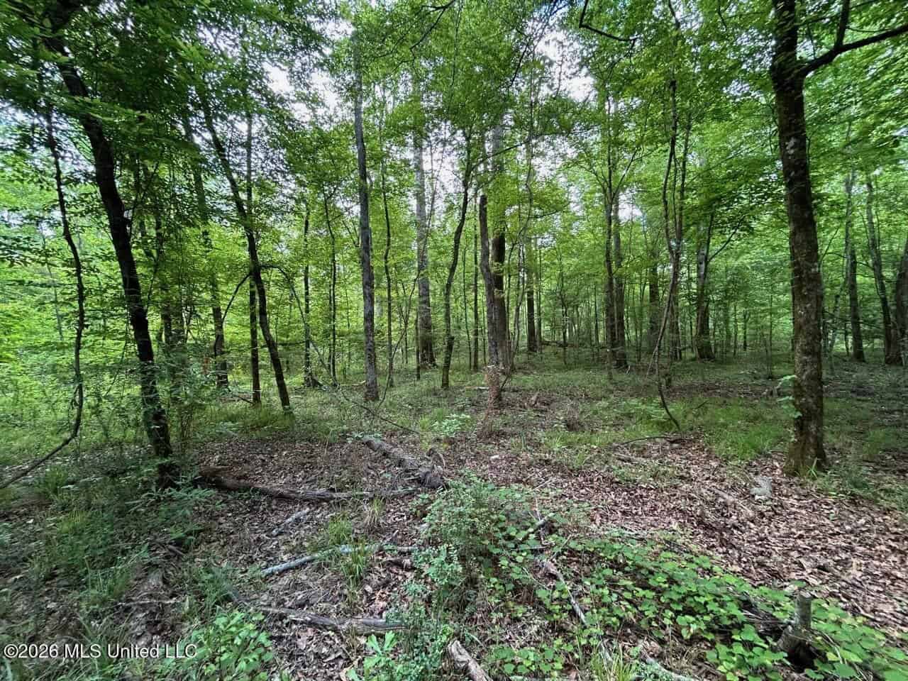 56 Acres in St. Helena Parish with Black Creek