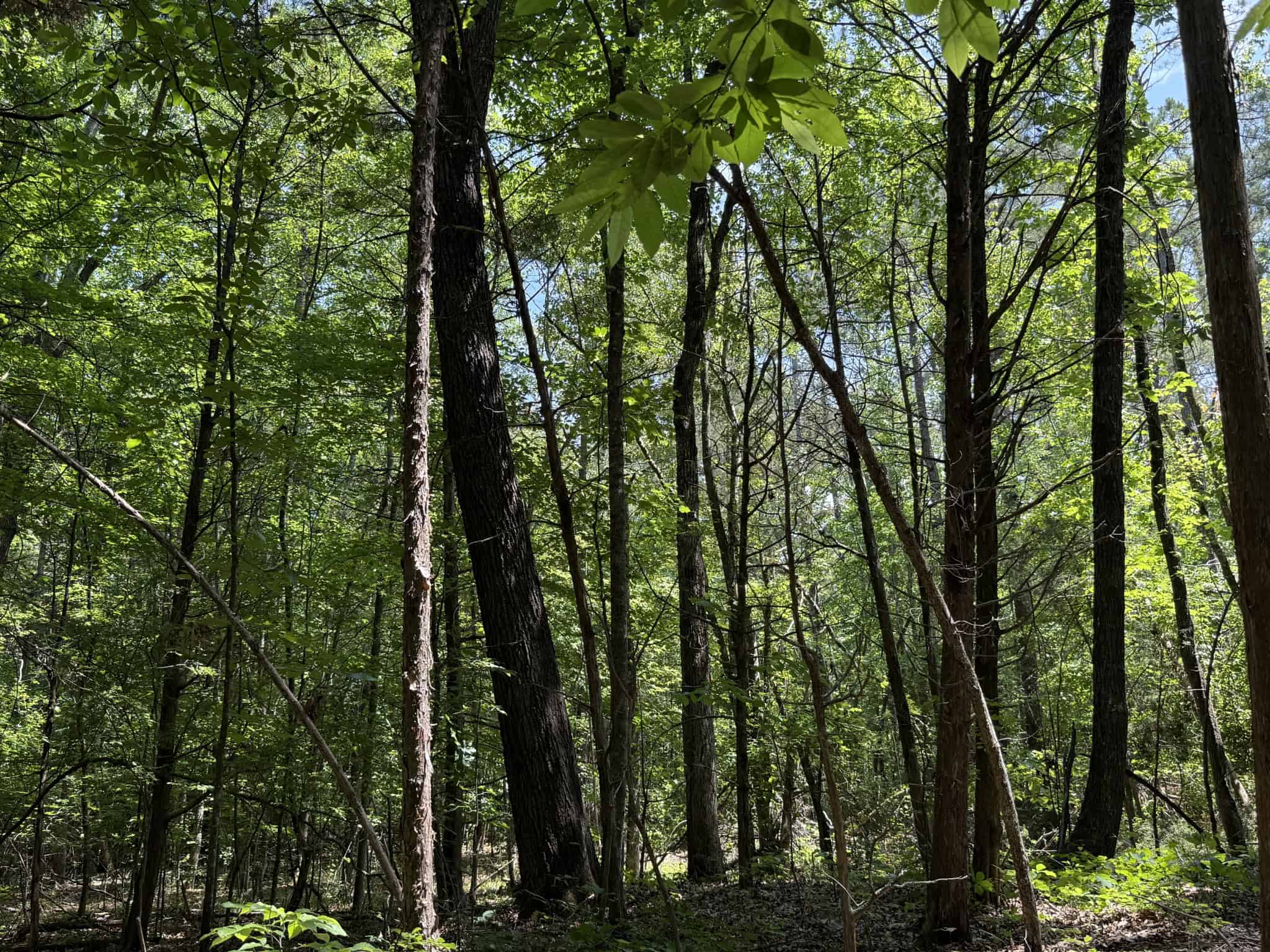 LAND FOR SALE IN TN, HOMESITE, HUNTING, FIELD, TIMBER, CREEK
