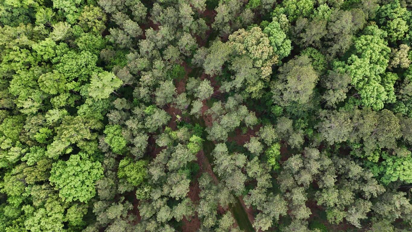 Hunting land with a Camp on Saline Lake Winn Parish LA